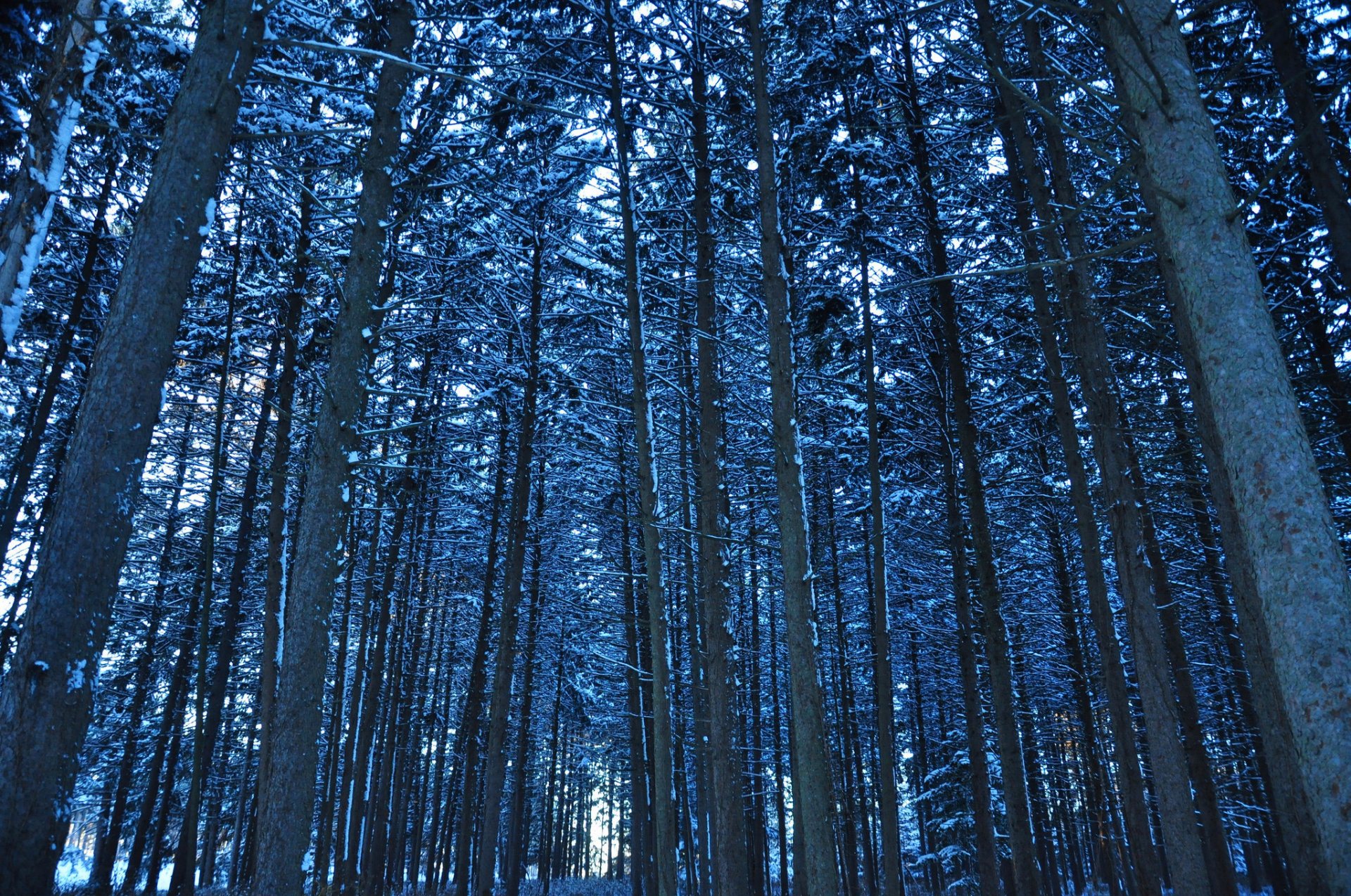 forest tree trunk winter snow