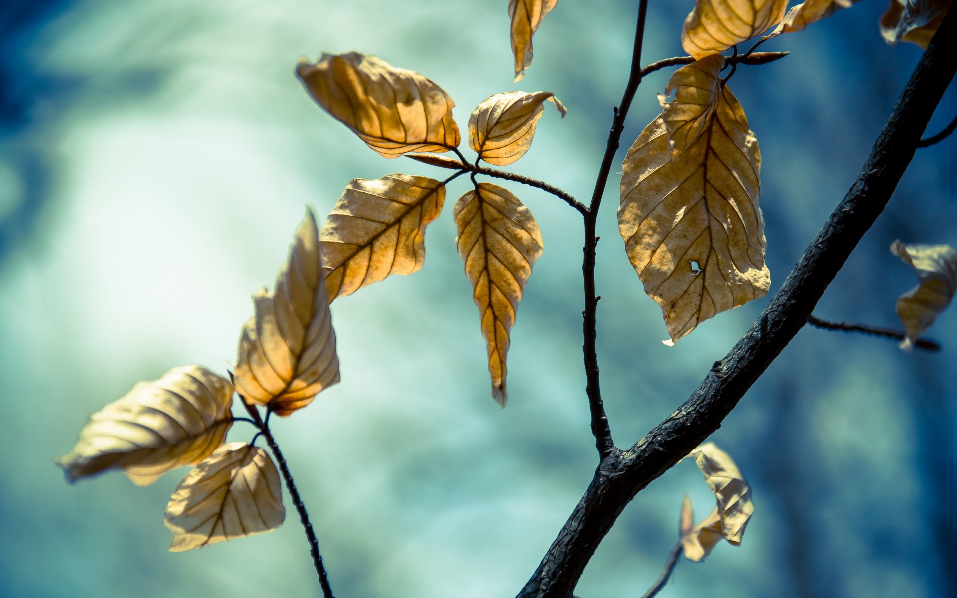 leaves branches nature