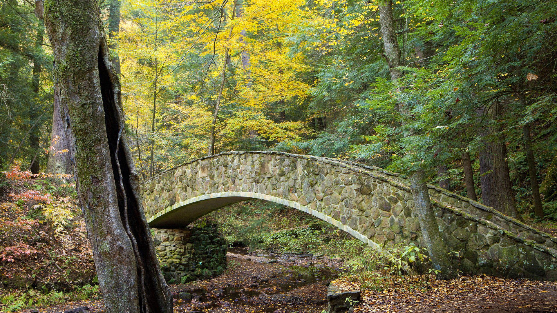 foresta alberi parco ruscello ponte autunno foglie paesaggio