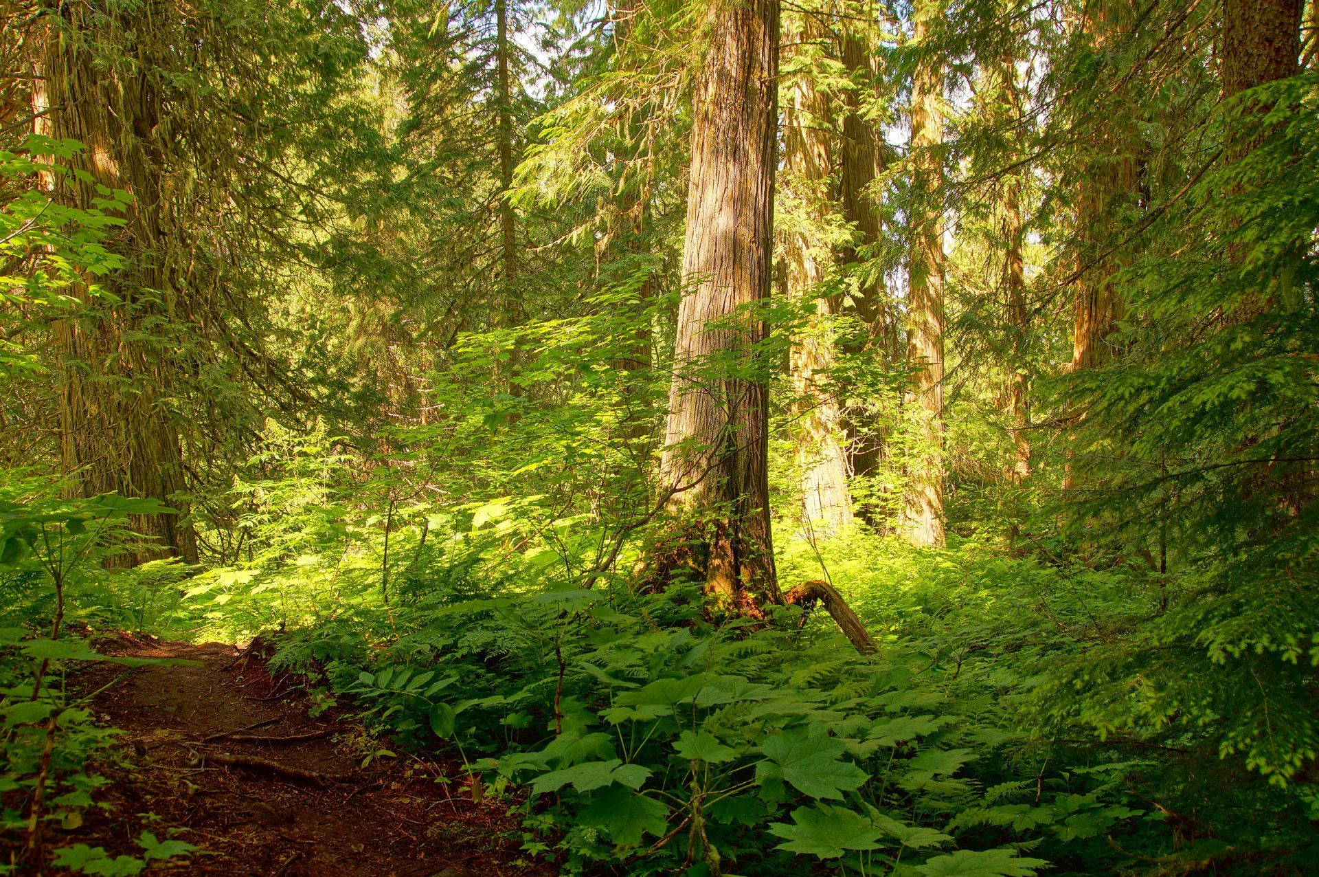 foresta alberi boschetti sentiero luce