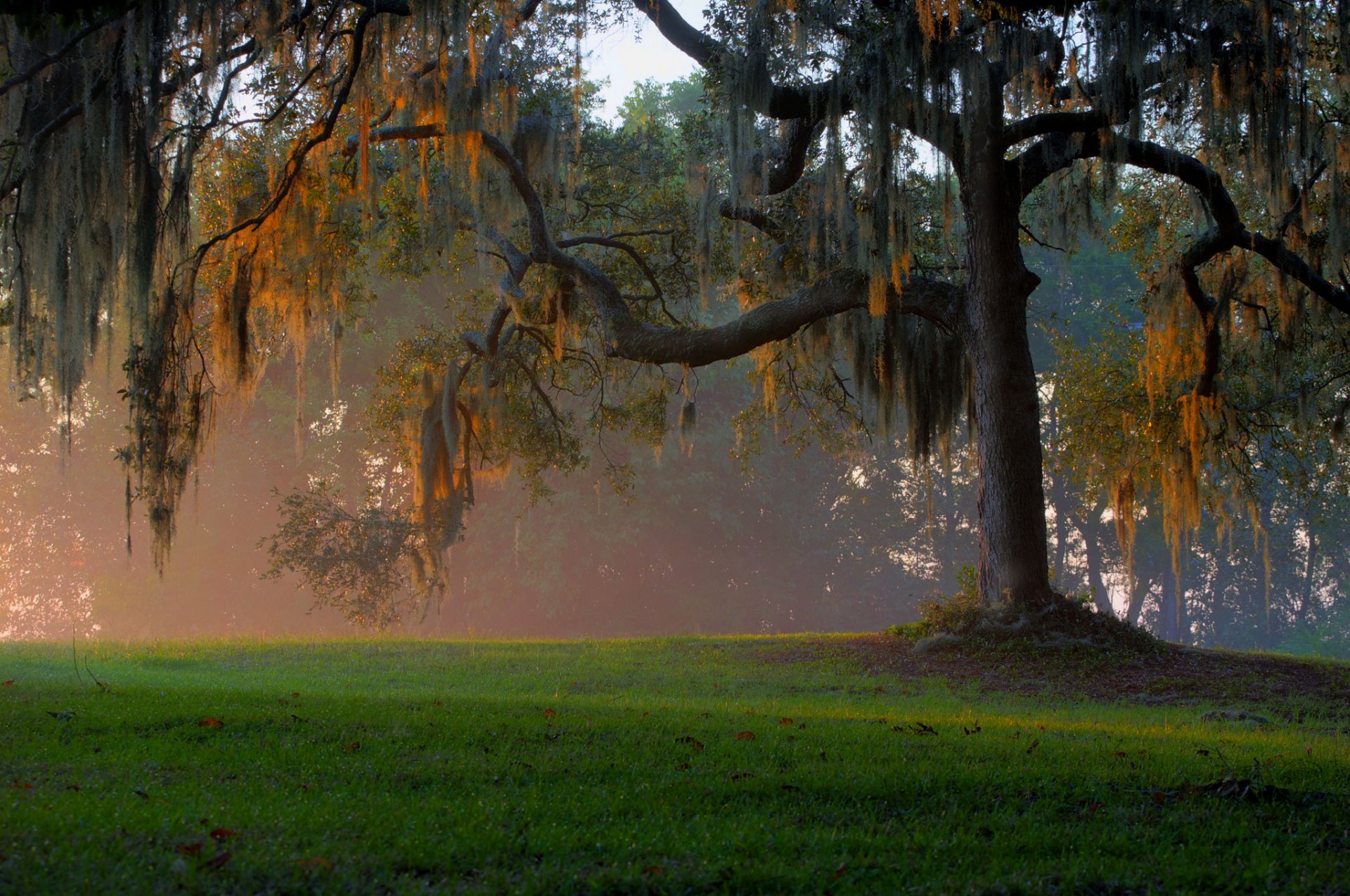 forest field grass light fog tree branche