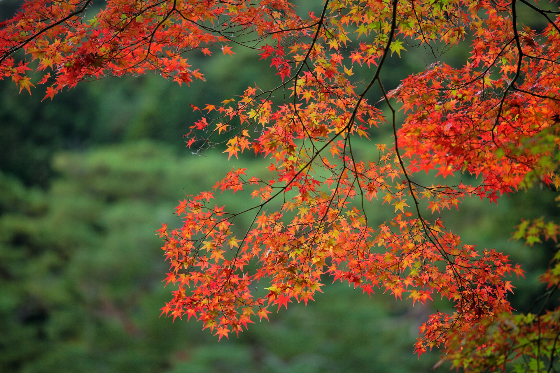 branche feuilles érable automne