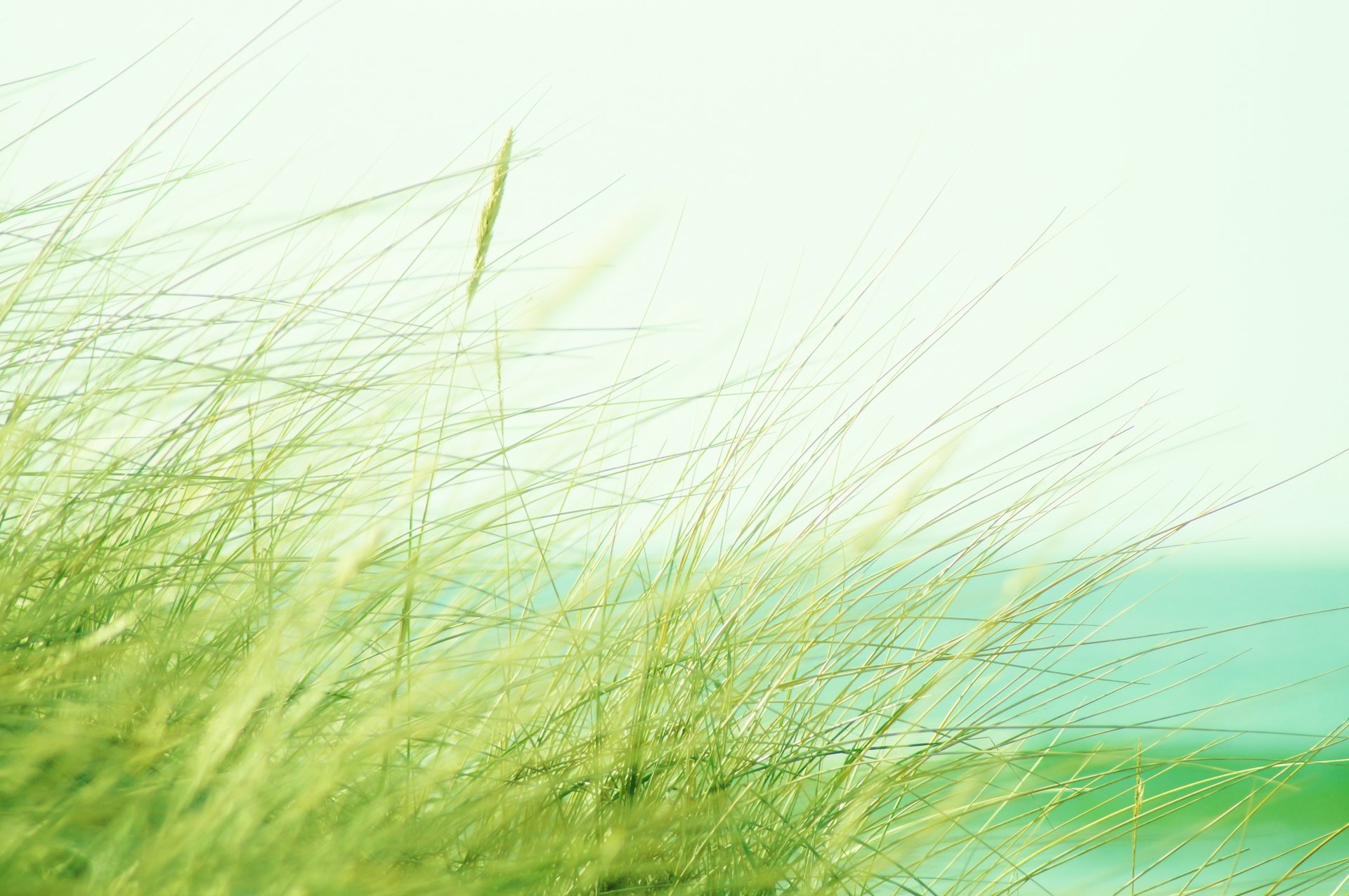 pike grass bokeh