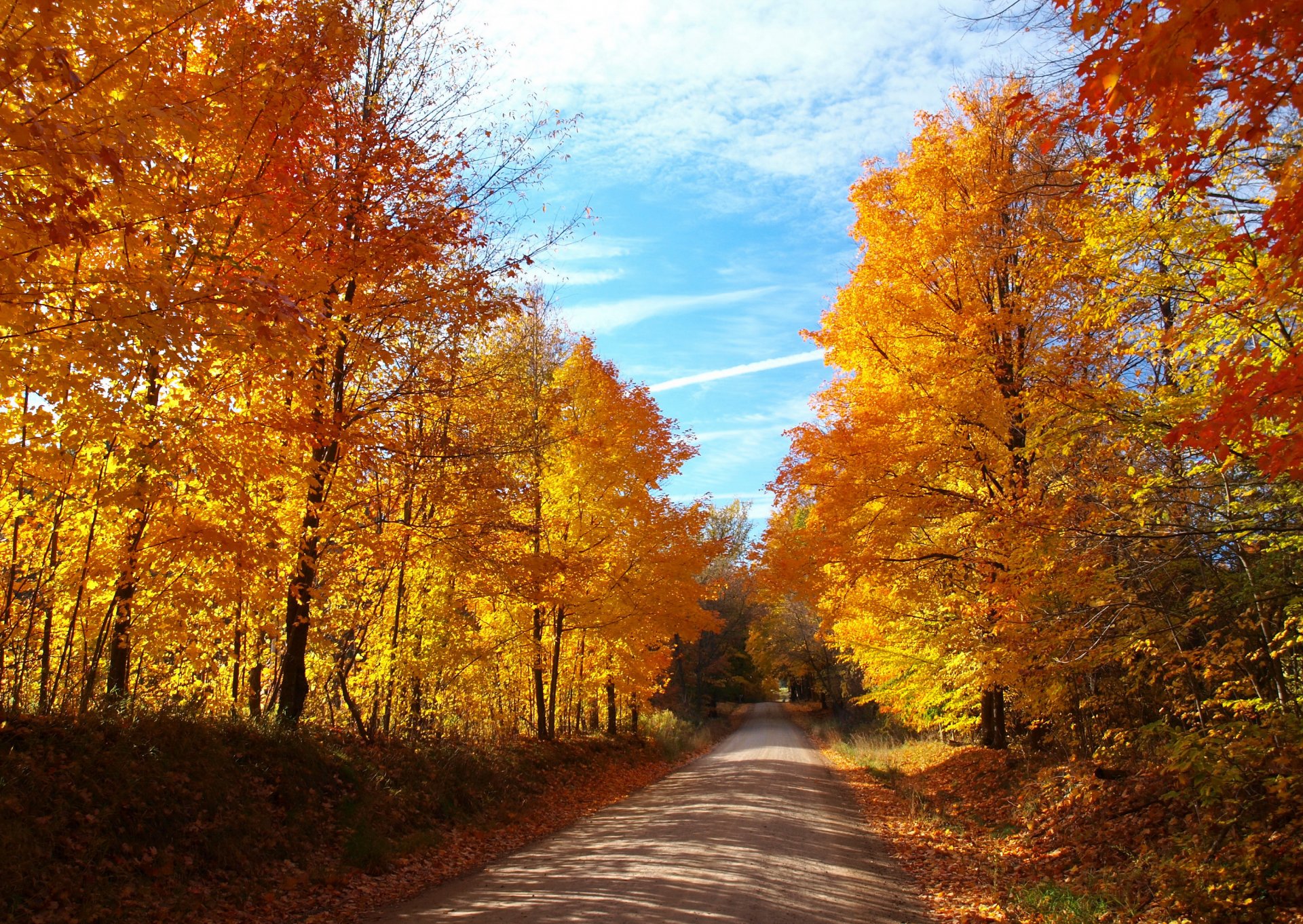 automne forêt arbres feuilles jaune route ciel bleu soleil