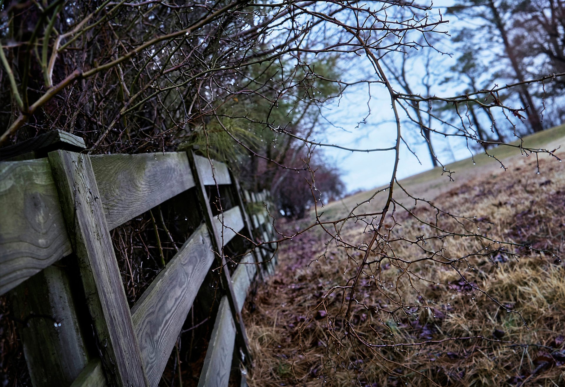 zaun bäume zweige bokeh regnerischer morgen