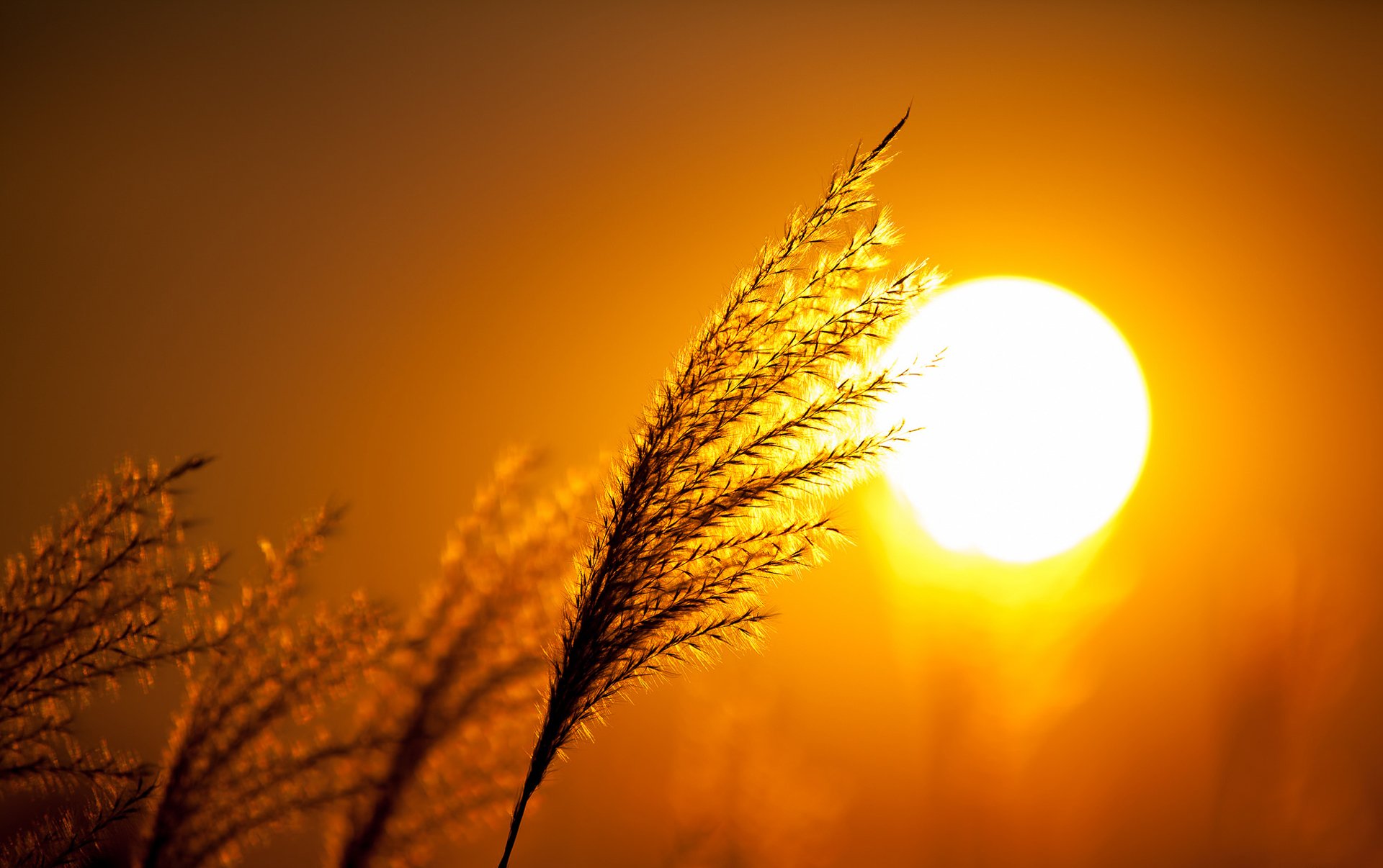 ky sun sunset plant silhouette close up