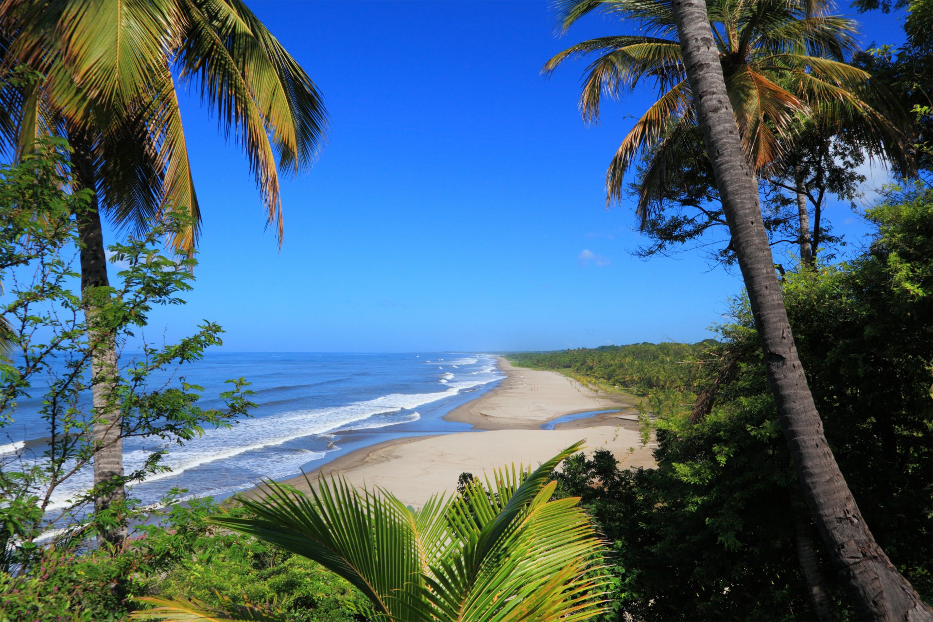 tropic sea waves palm shrub