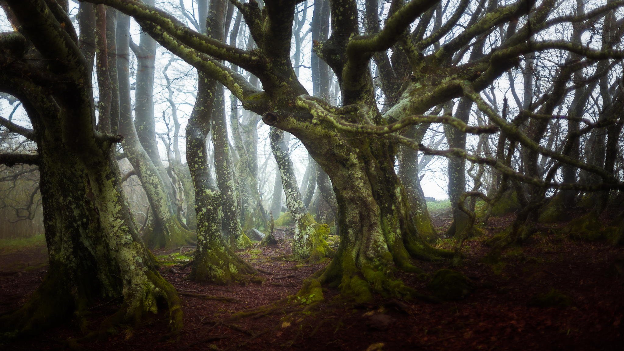 frankreich wald bäume zweige moos natur