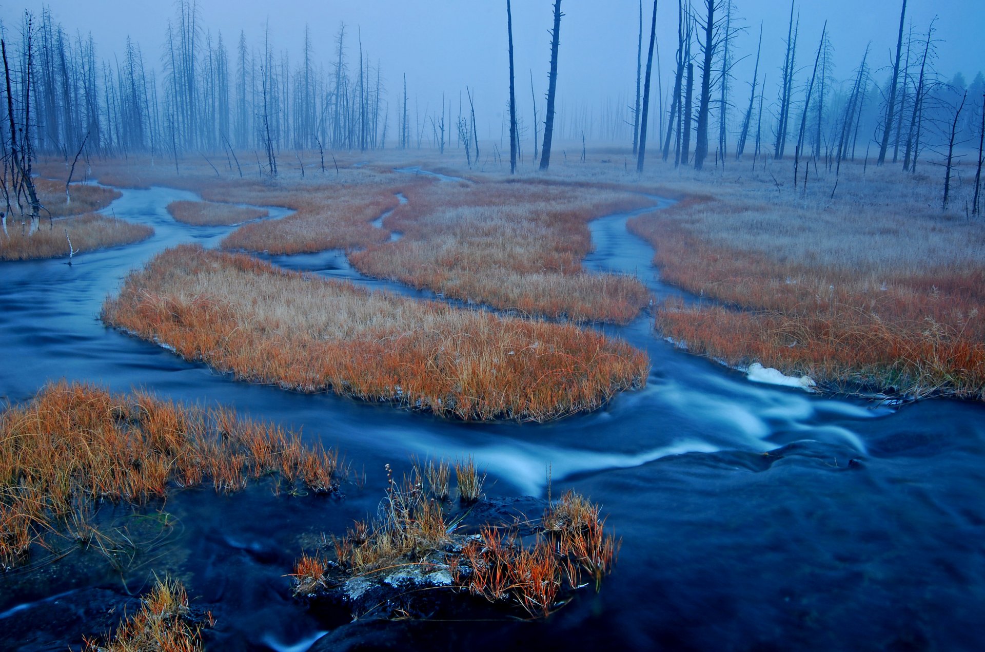 yellowstone wyoming united states forest bog grass fog river