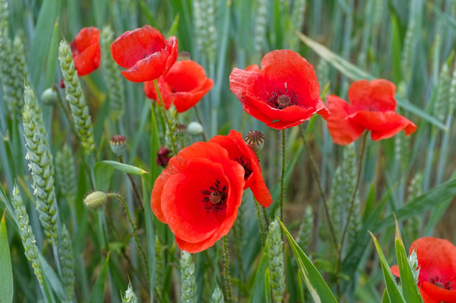 the field meadow plants grass flower poppie