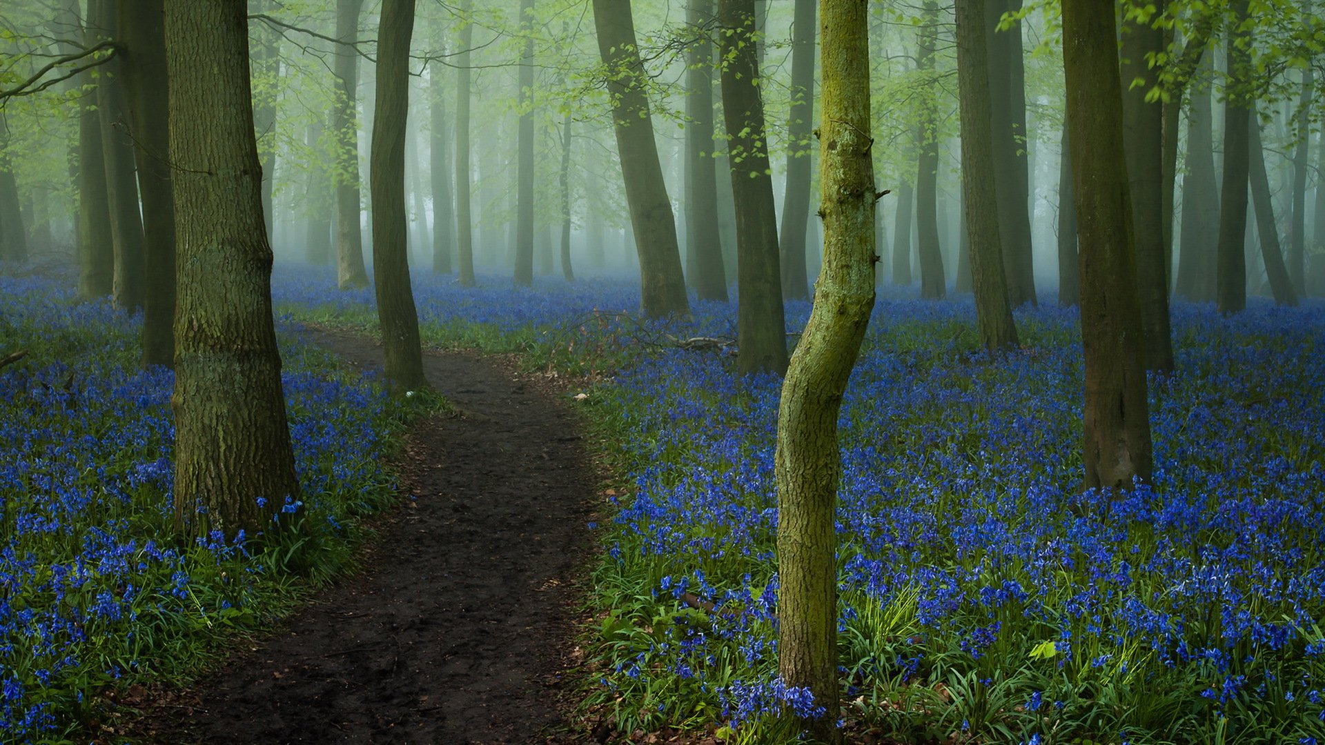 foresta strada fiori