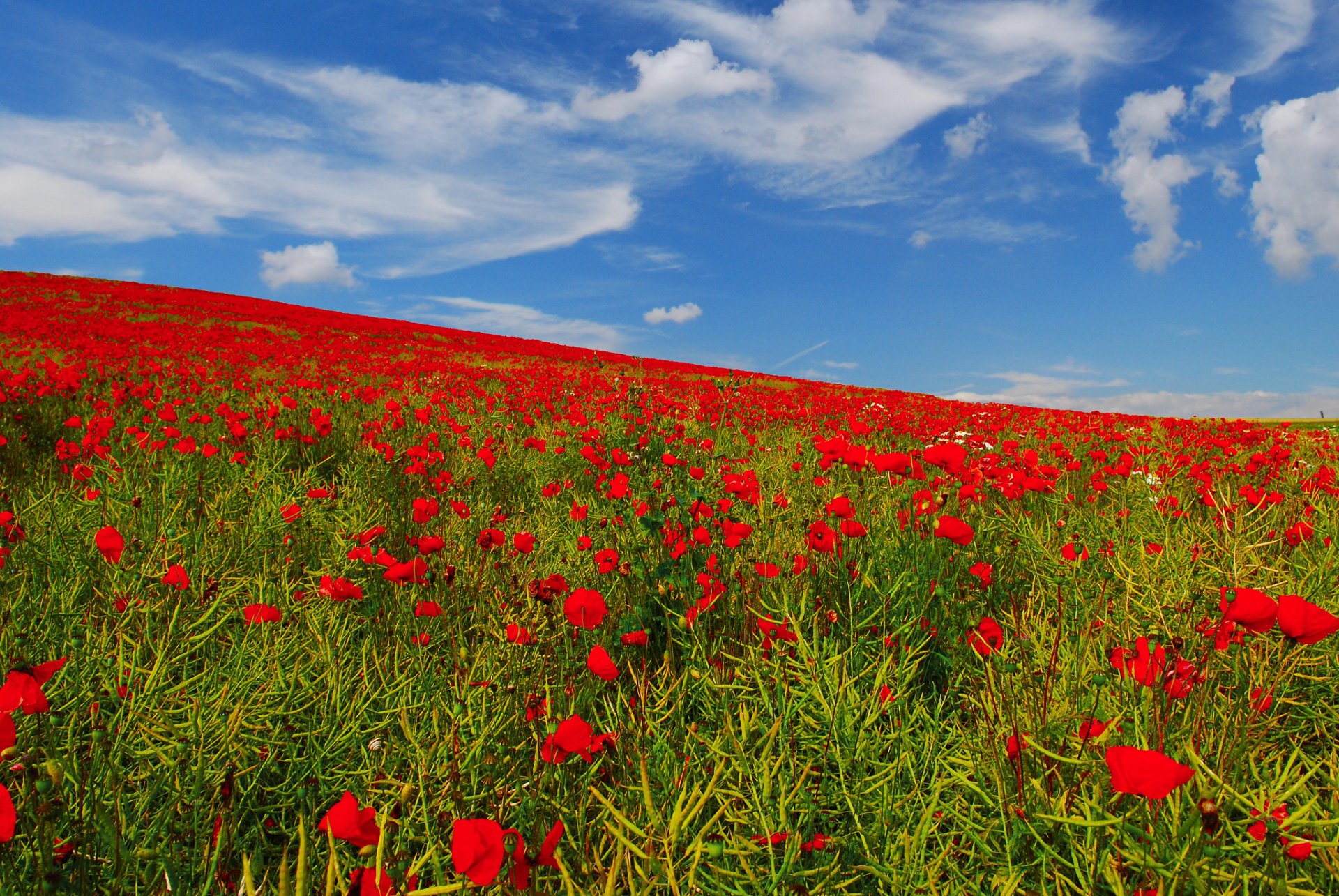 cielo campo prato papaveri fiori