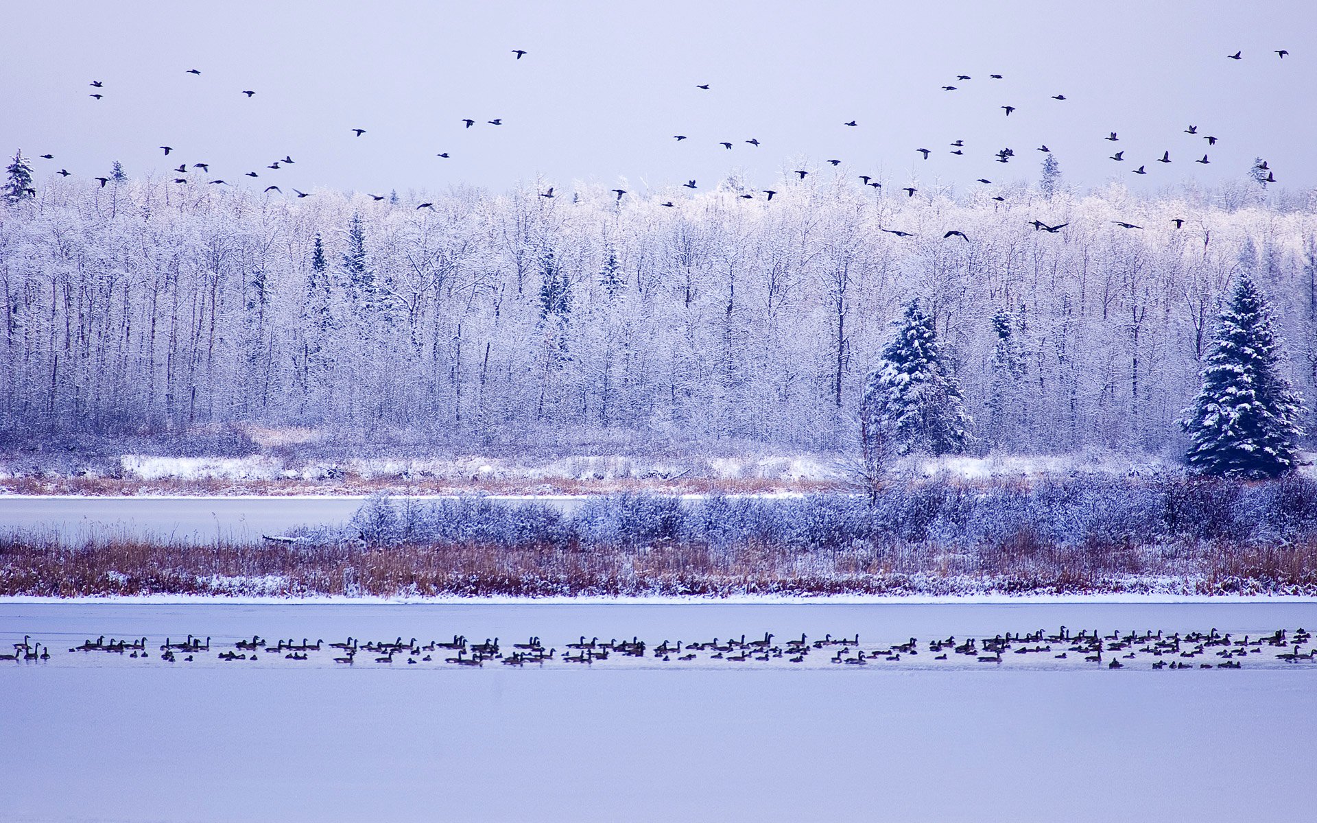 parc national de l île d orignal alberta canada ciel arbres hiver eau oies neige