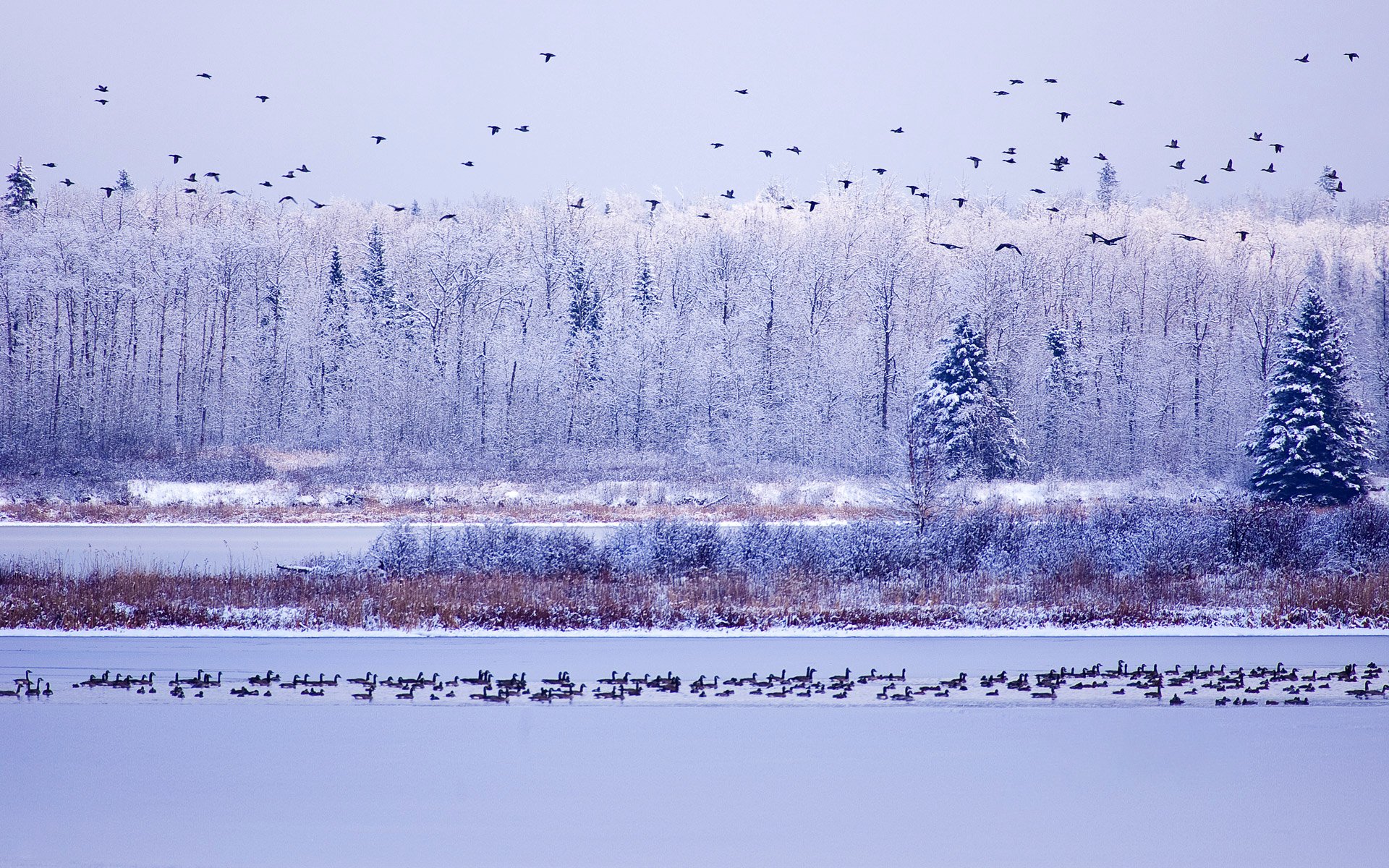 parco nazionale dell isola di alce alberta canada cielo alberi inverno acqua oche neve