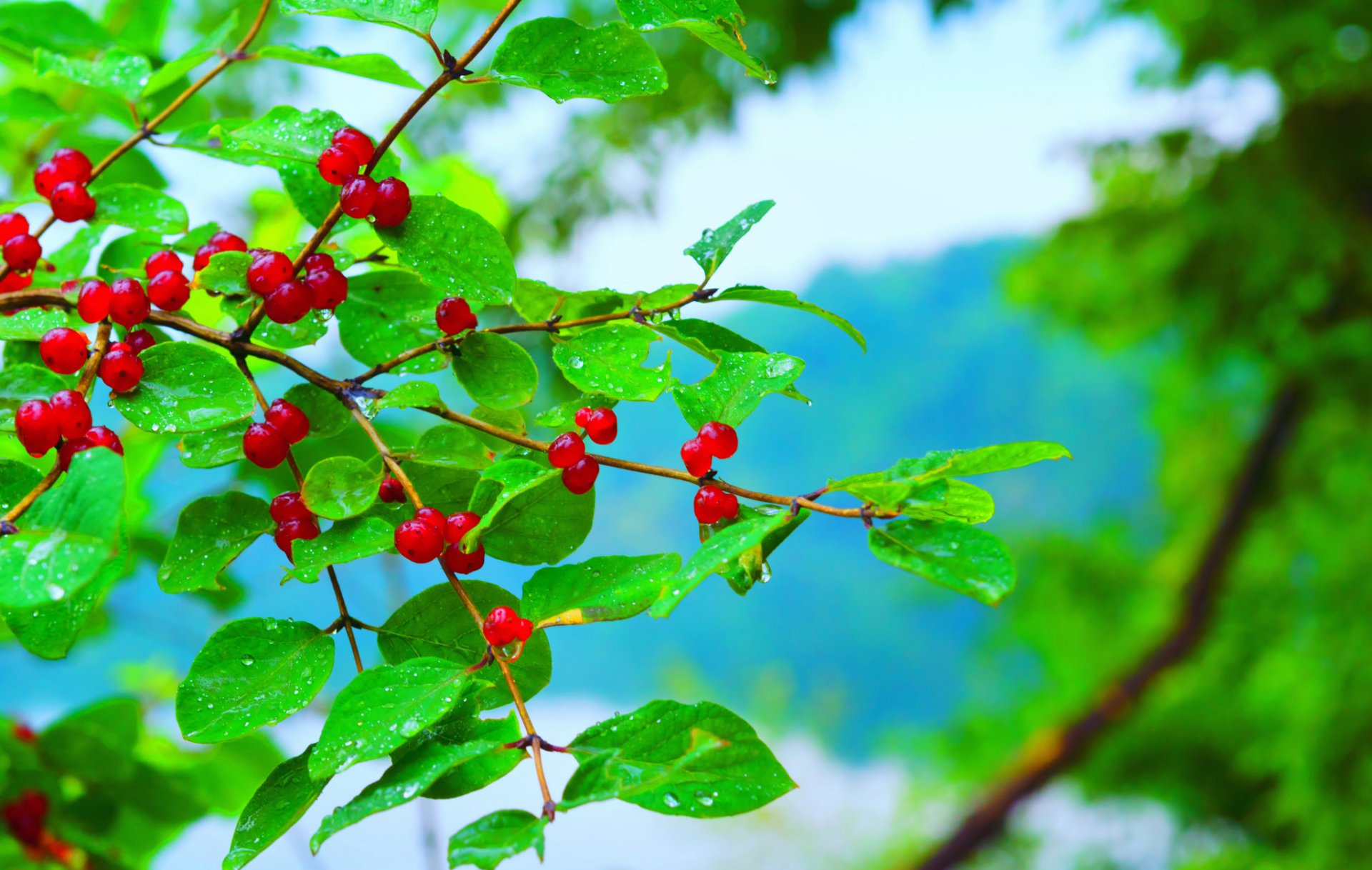 branch leaves berries rain drops water
