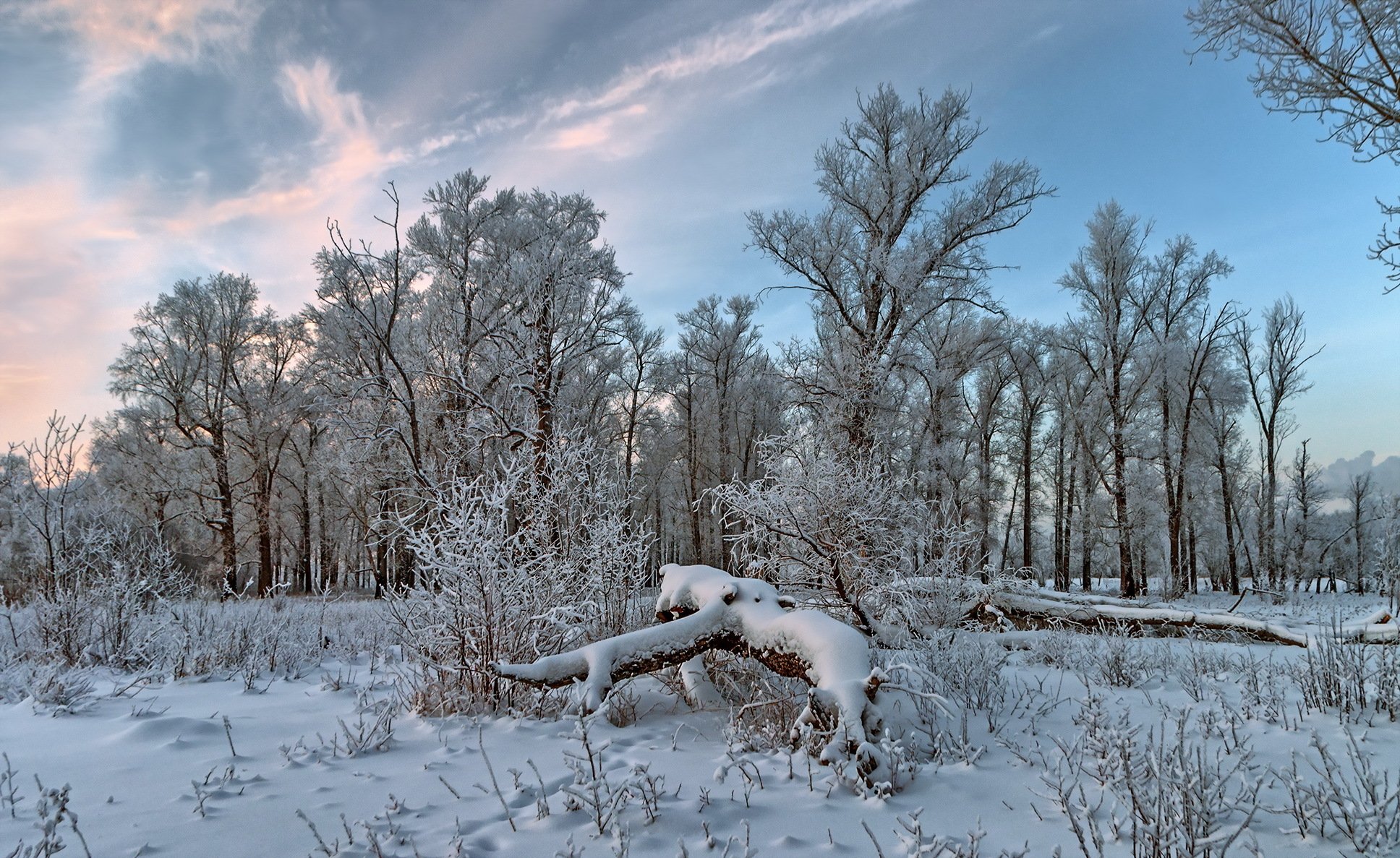 inverno foresta neve