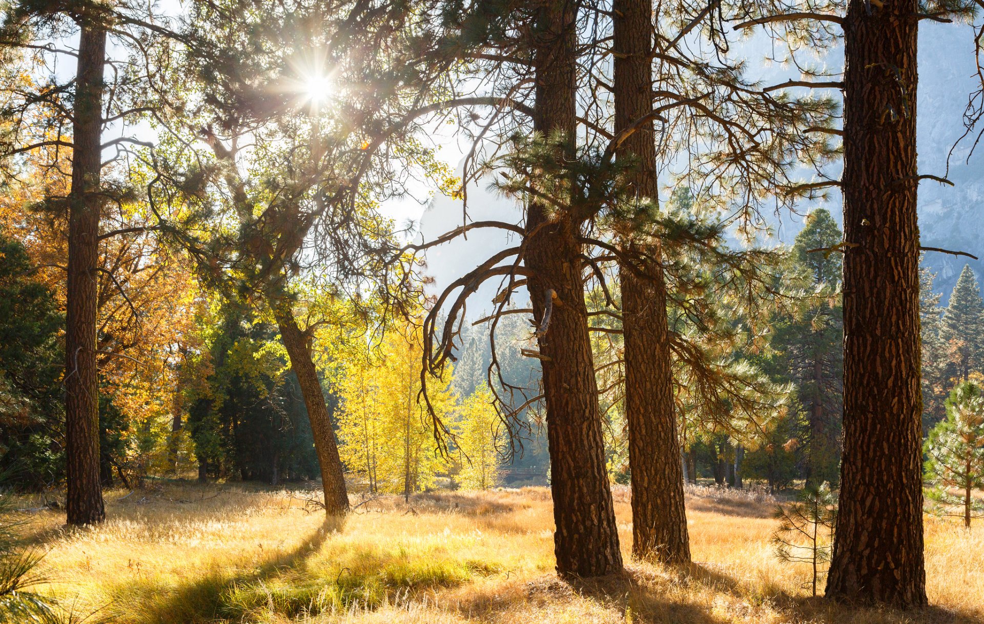 yosemite national park kalifornien usa wald bäume strahlen licht sonne