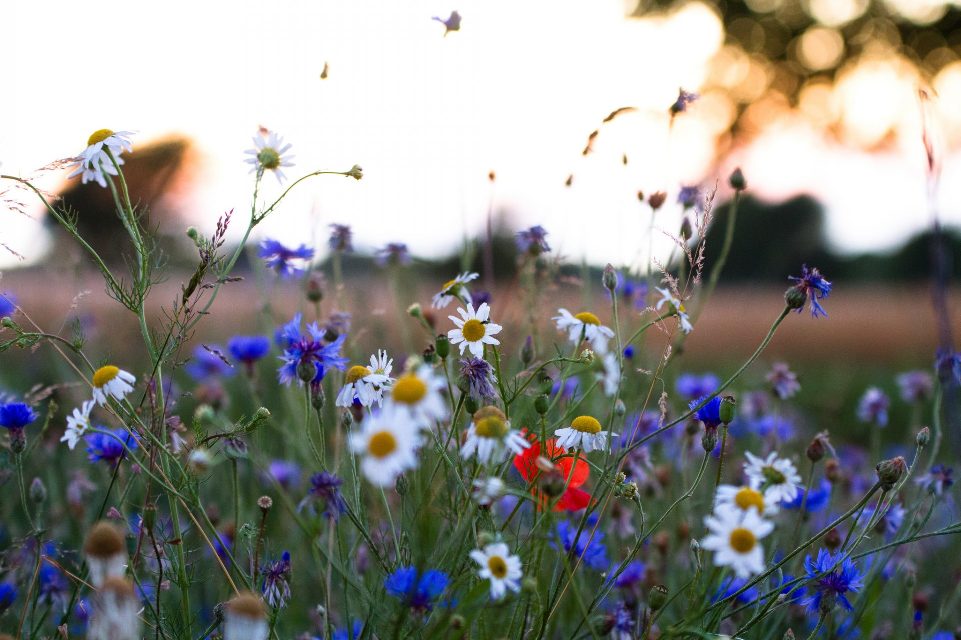 campo prado cielo hierba flores margarita