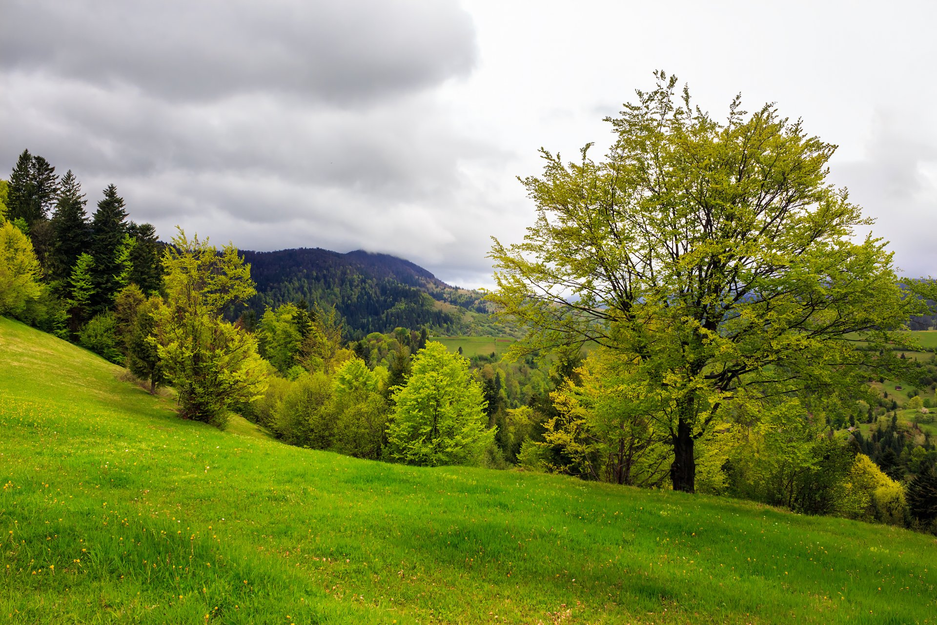 mountains trees clearing nature lawn