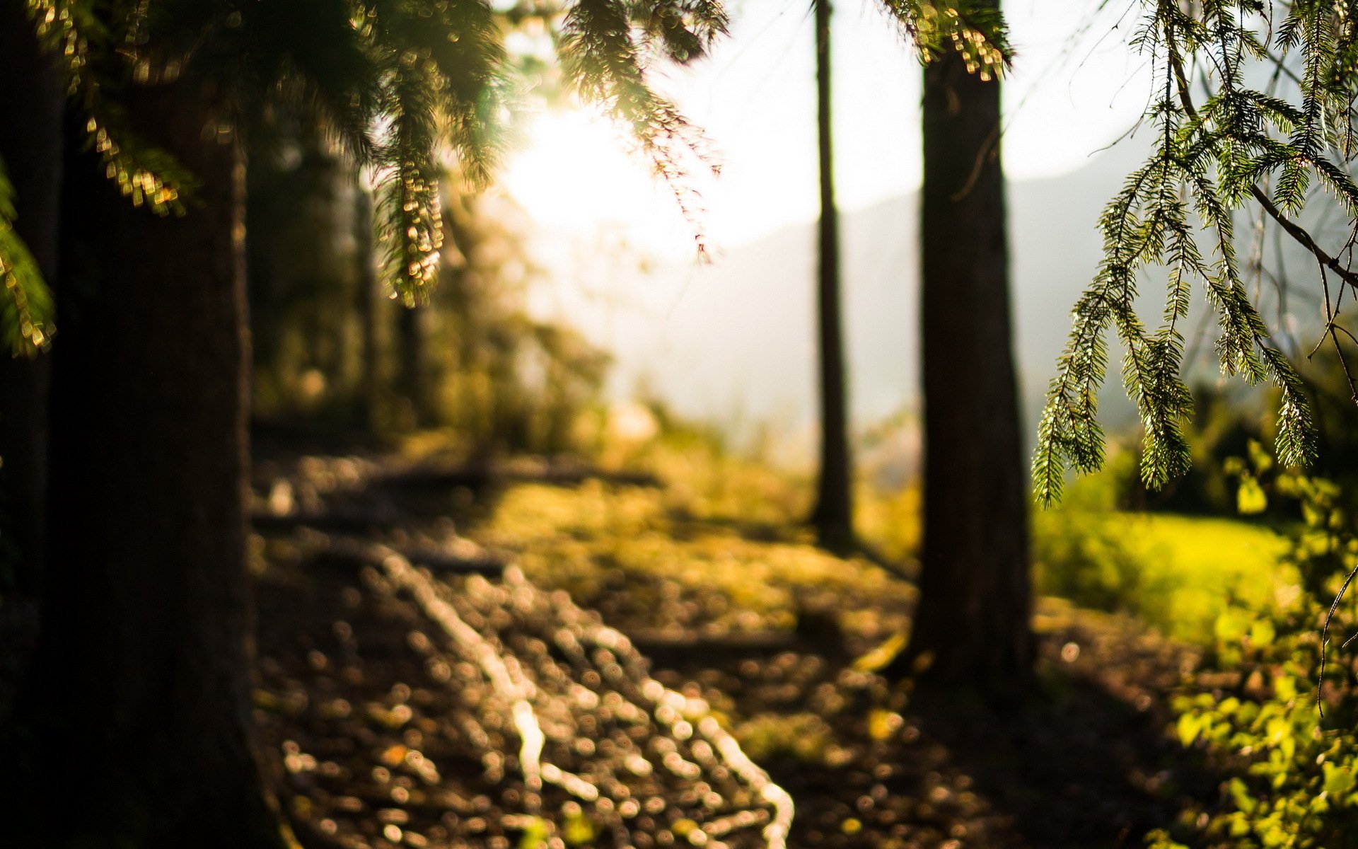 arbres forêt nature