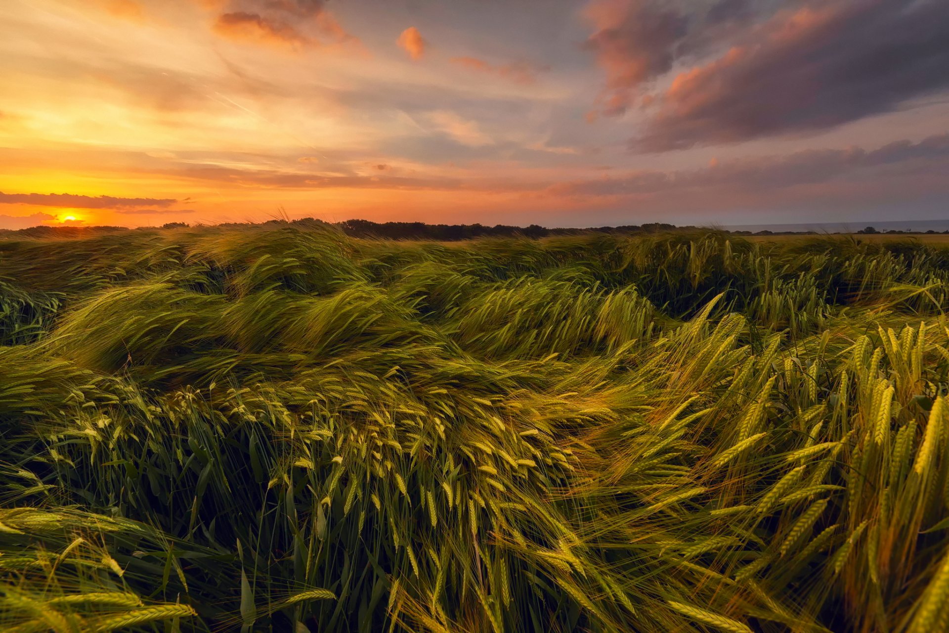 sommer juni abend sonnenuntergang himmel sonne feld weizen