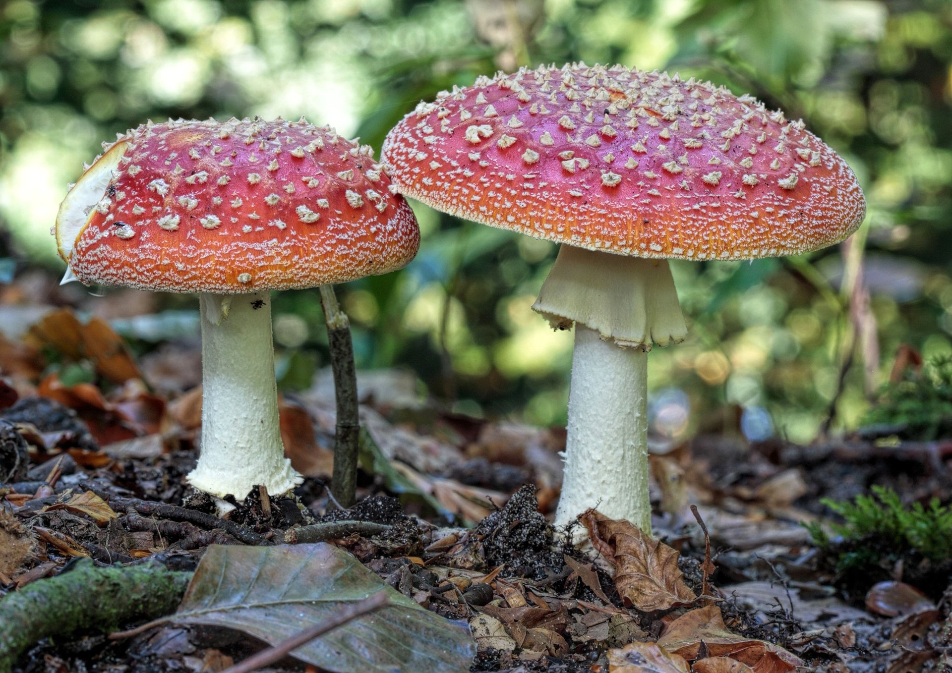 mushrooms amanita grebe forest autumn