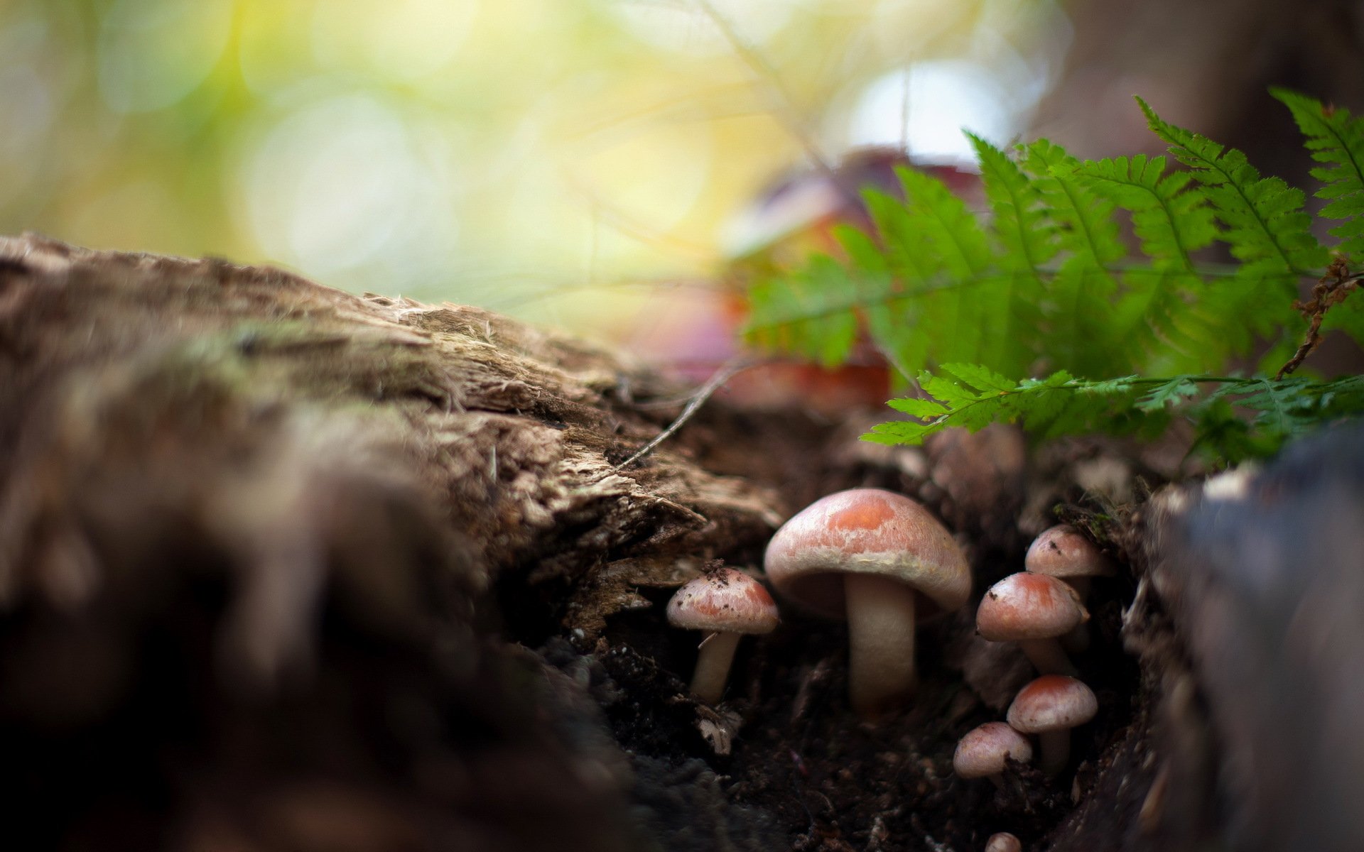 mushrooms forest nature