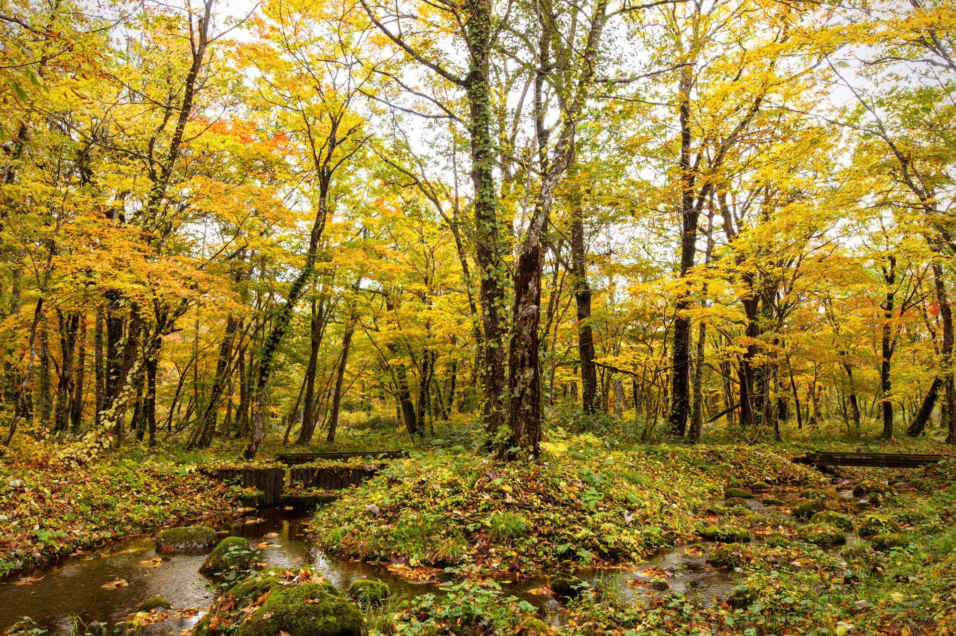 automne forêt ruisseau