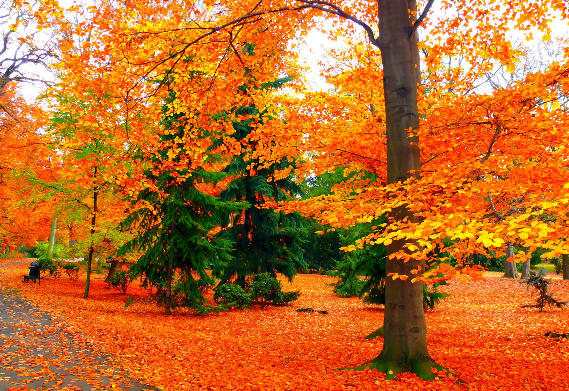 parc passerelle banc arbres feuilles automne
