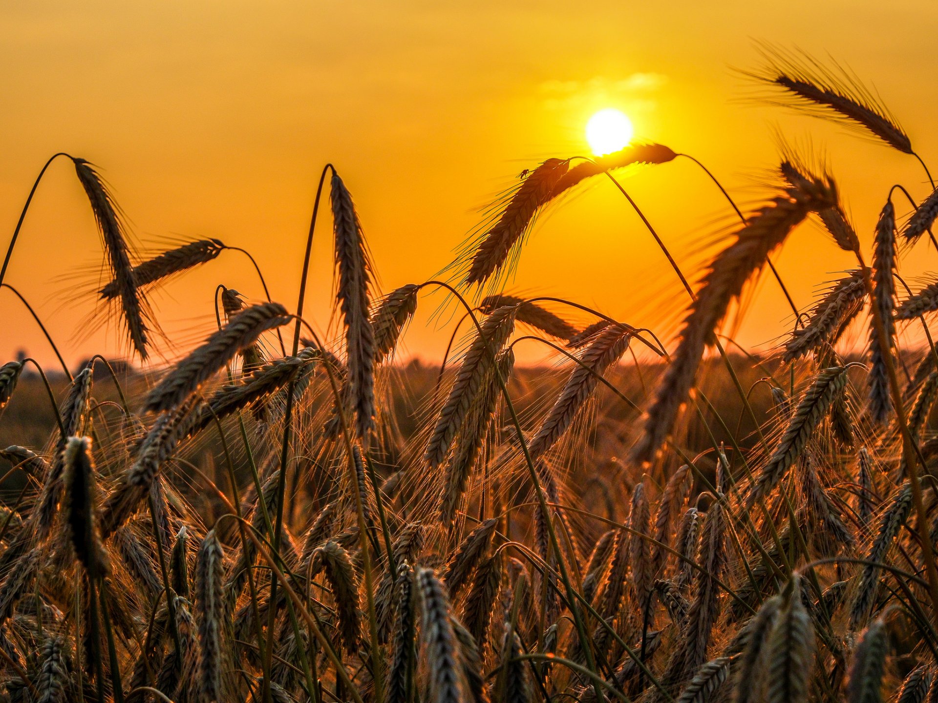 ky sun sunset the field ears vintage
