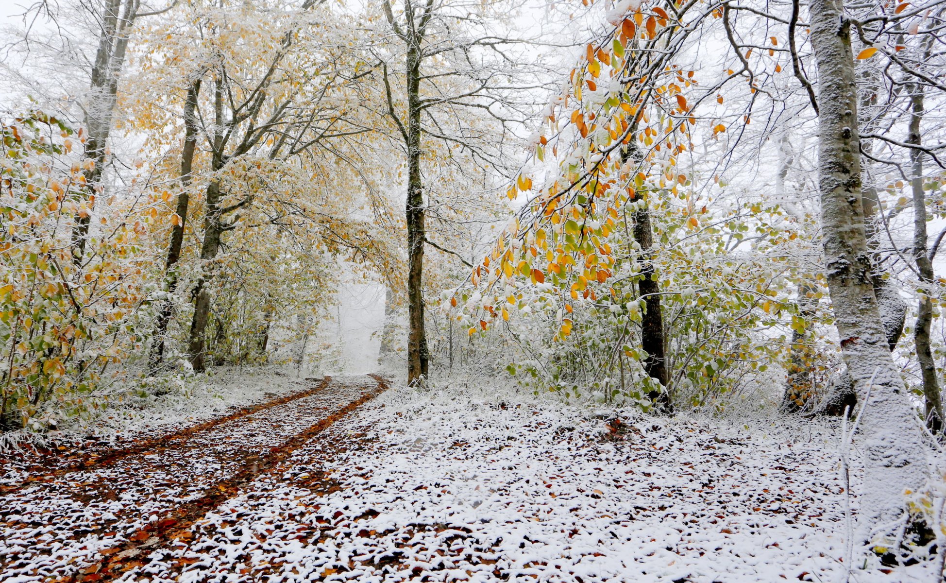 forêt neige arbres automne