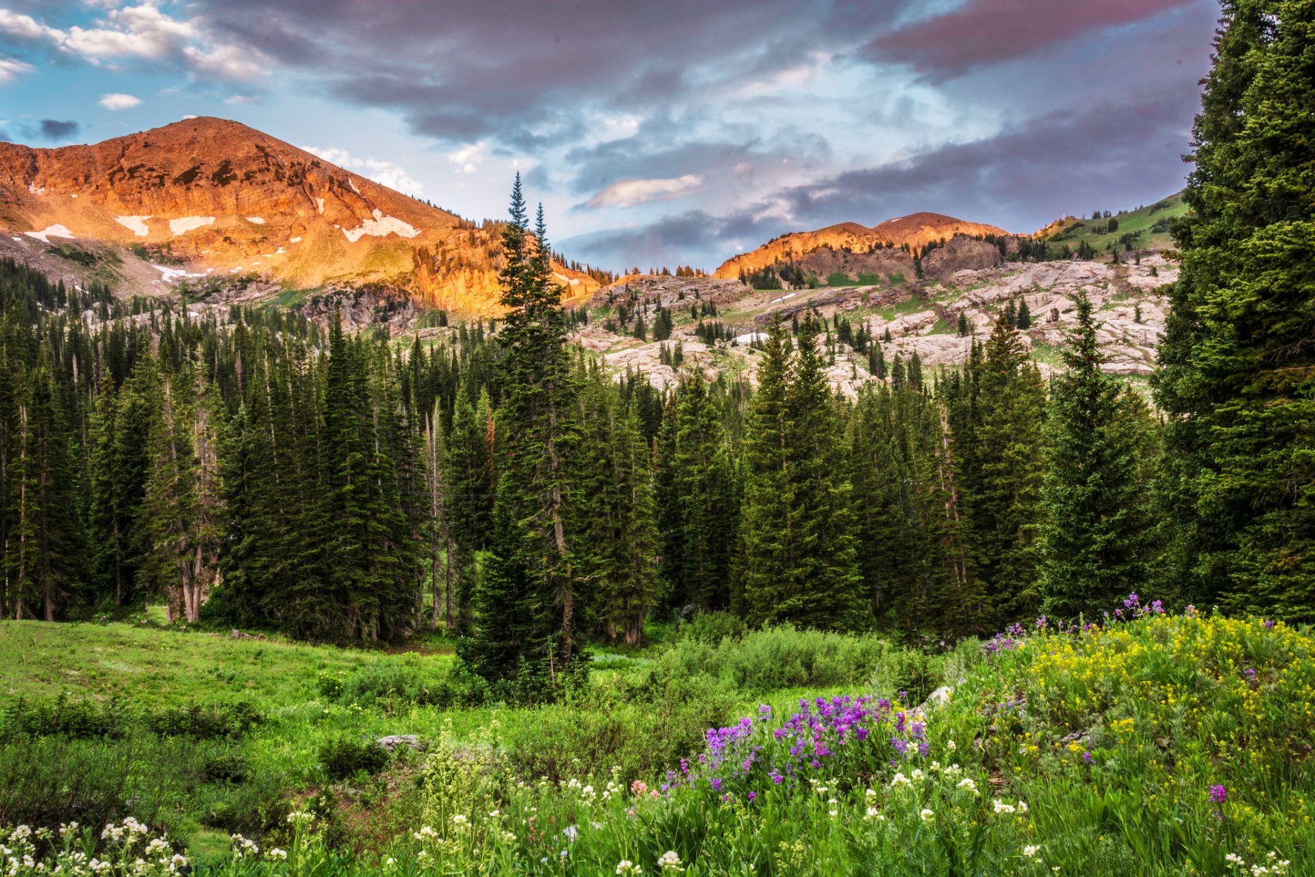albion basin utah usa góry skały drzewa las polana kwiaty chmury natura