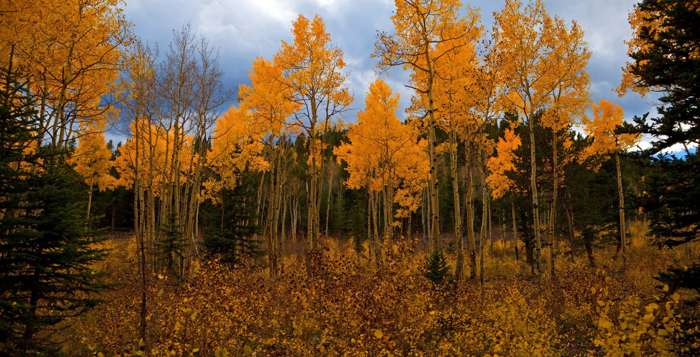 cielo nuvole foresta alberi autunno