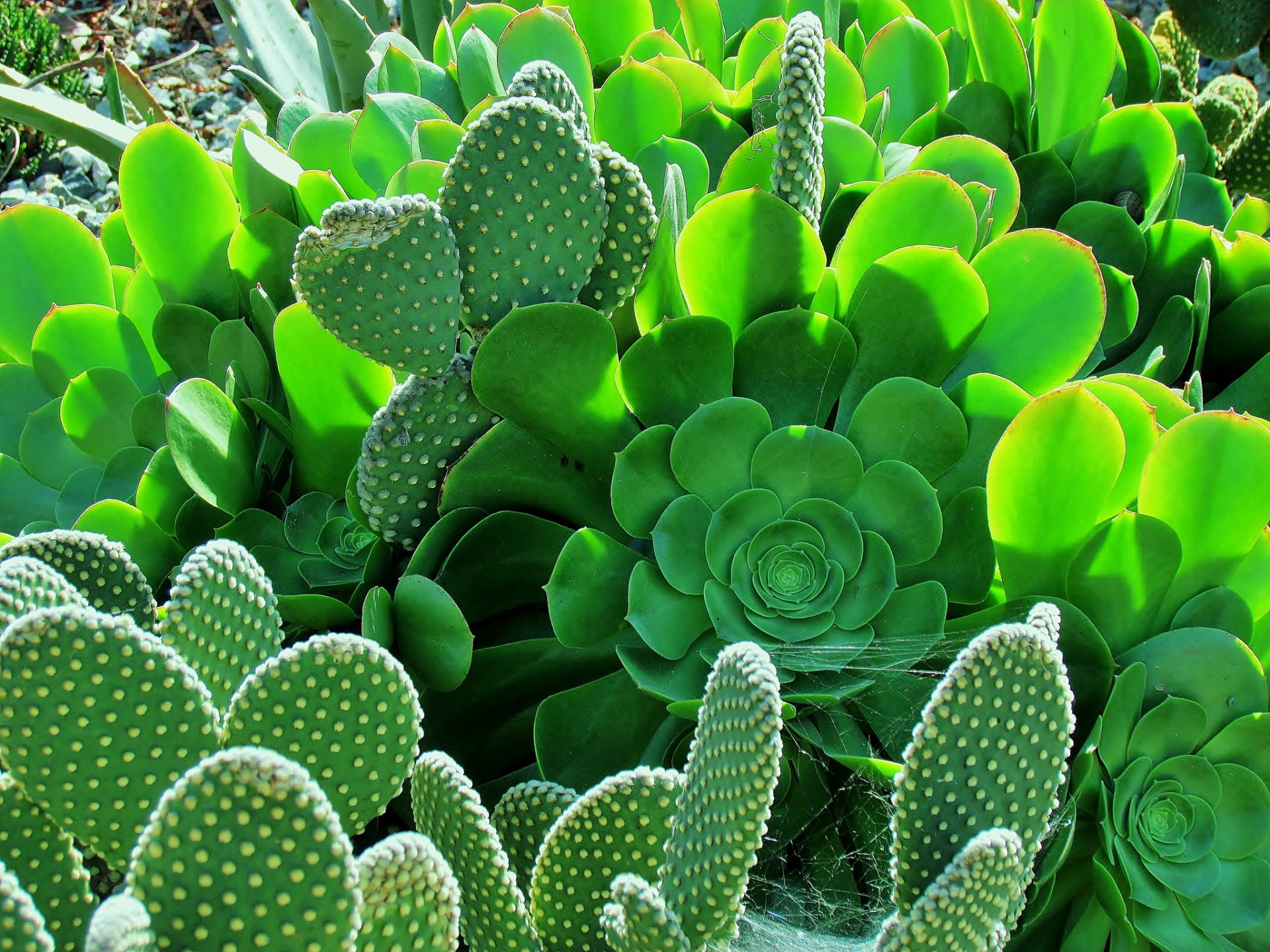 cactus leaves thorn supplie