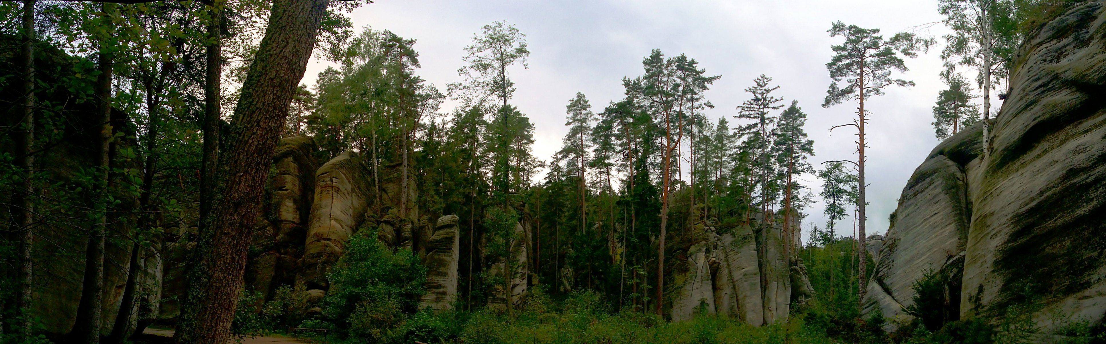 bosque árboles rocas piedras arbustos cielo vegetación