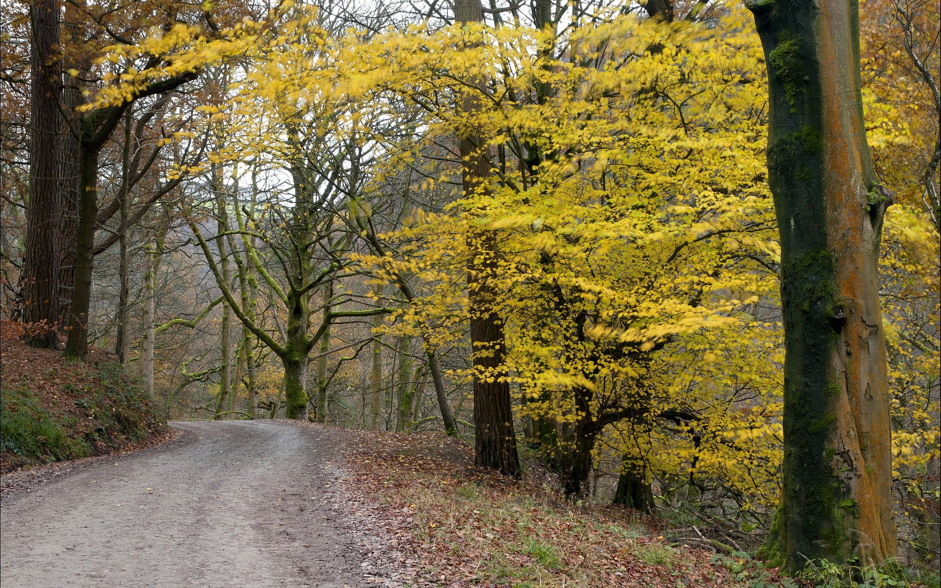 route automne nature