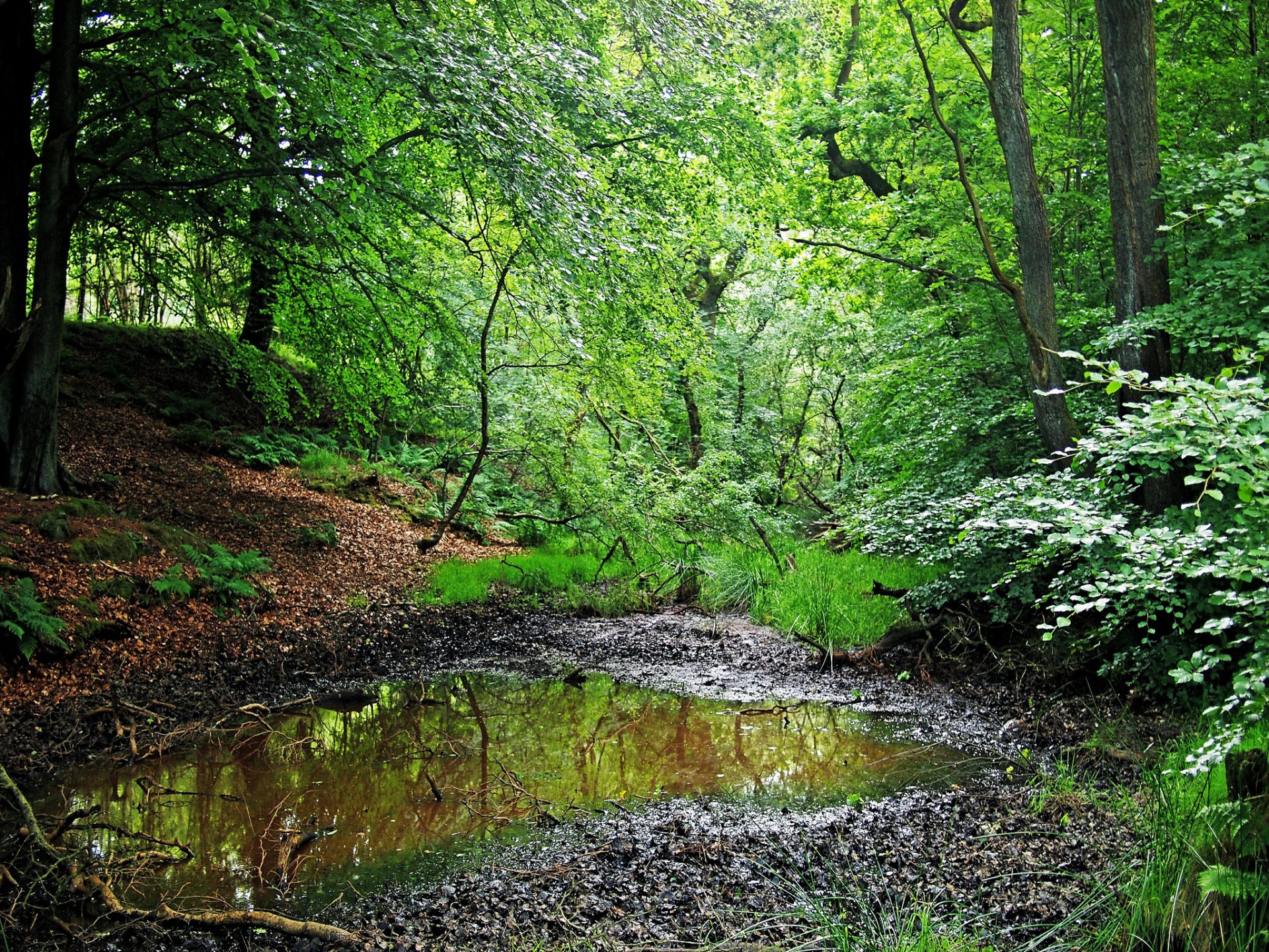 forest tree grass summer