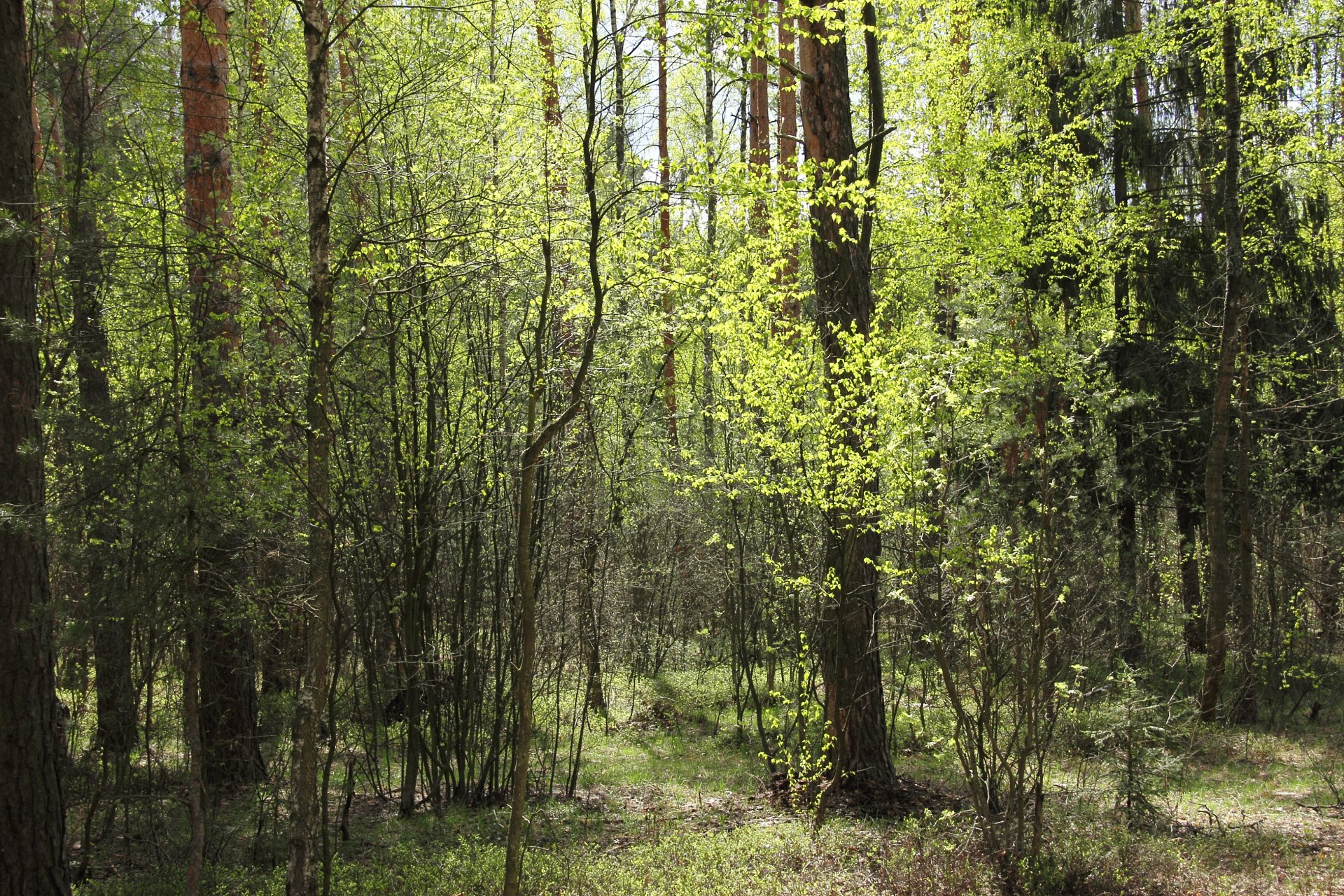 forêt printemps arbres lisière ensoleillé lumineux début du printemps vert verdure nature joyeux
