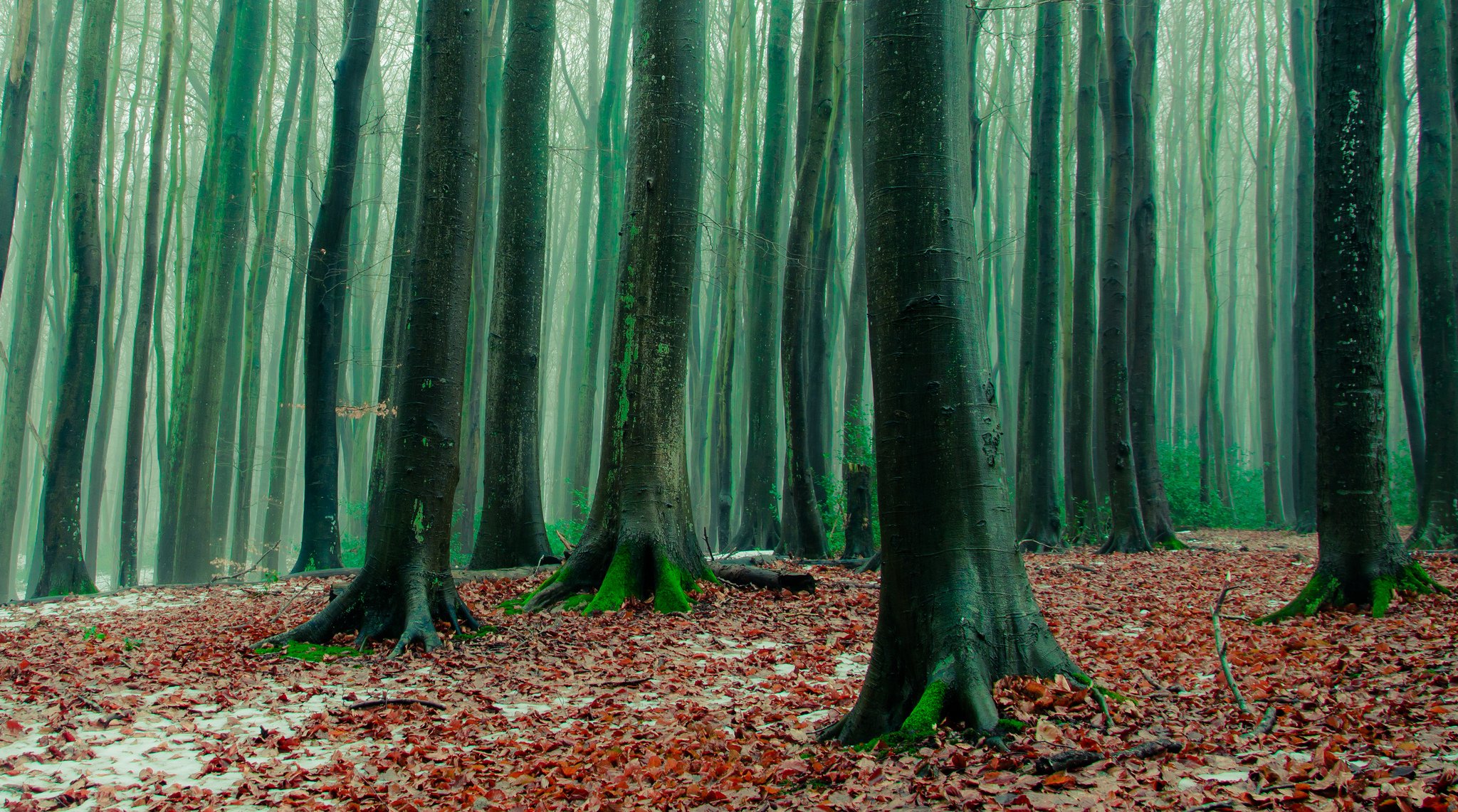 wald bäume blätter gefallen einfrieren herbst spät