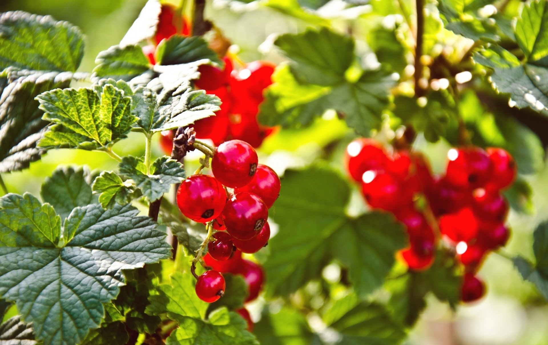 nature berries red currant
