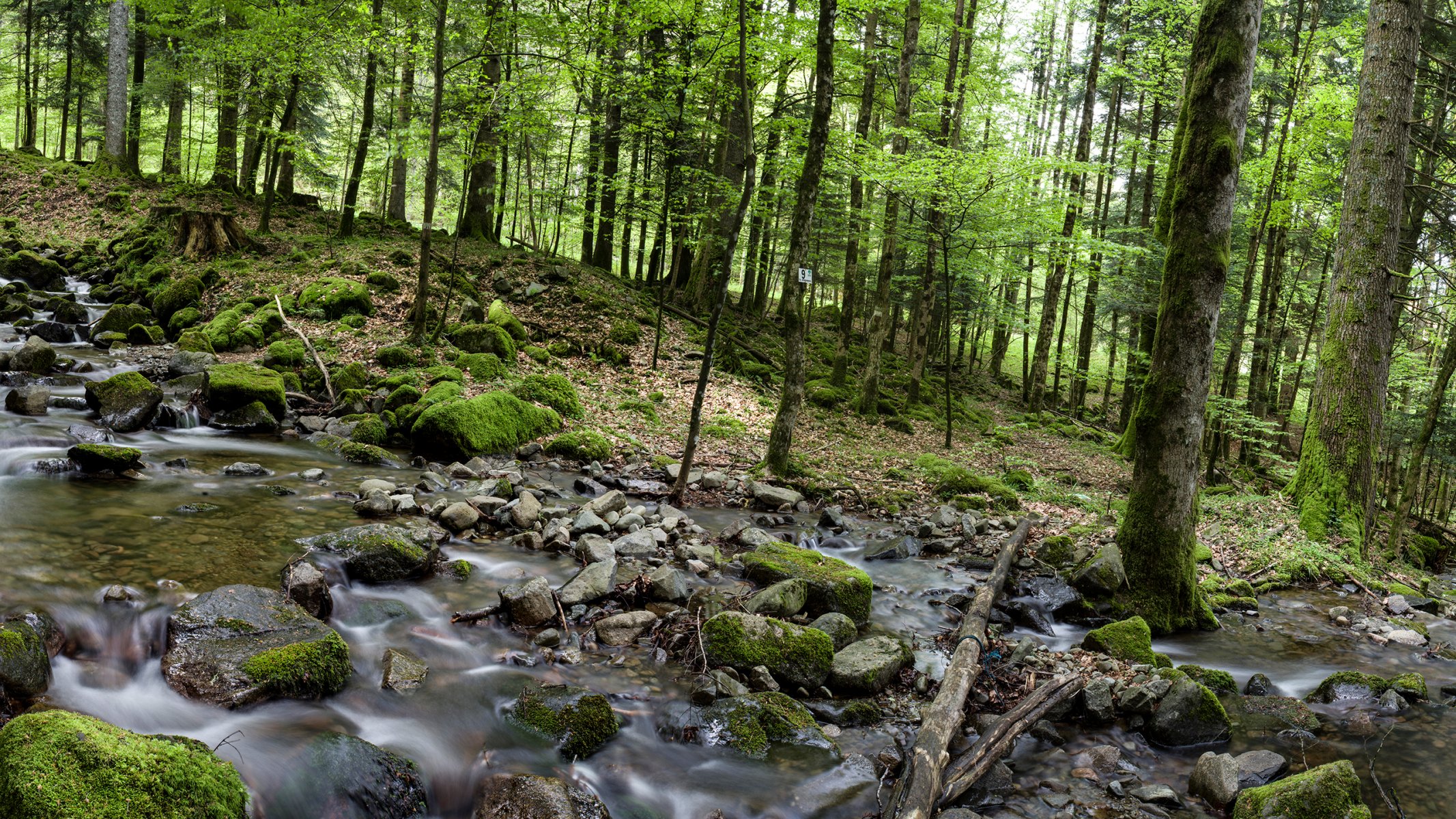 wald bäume fluss steine fluss