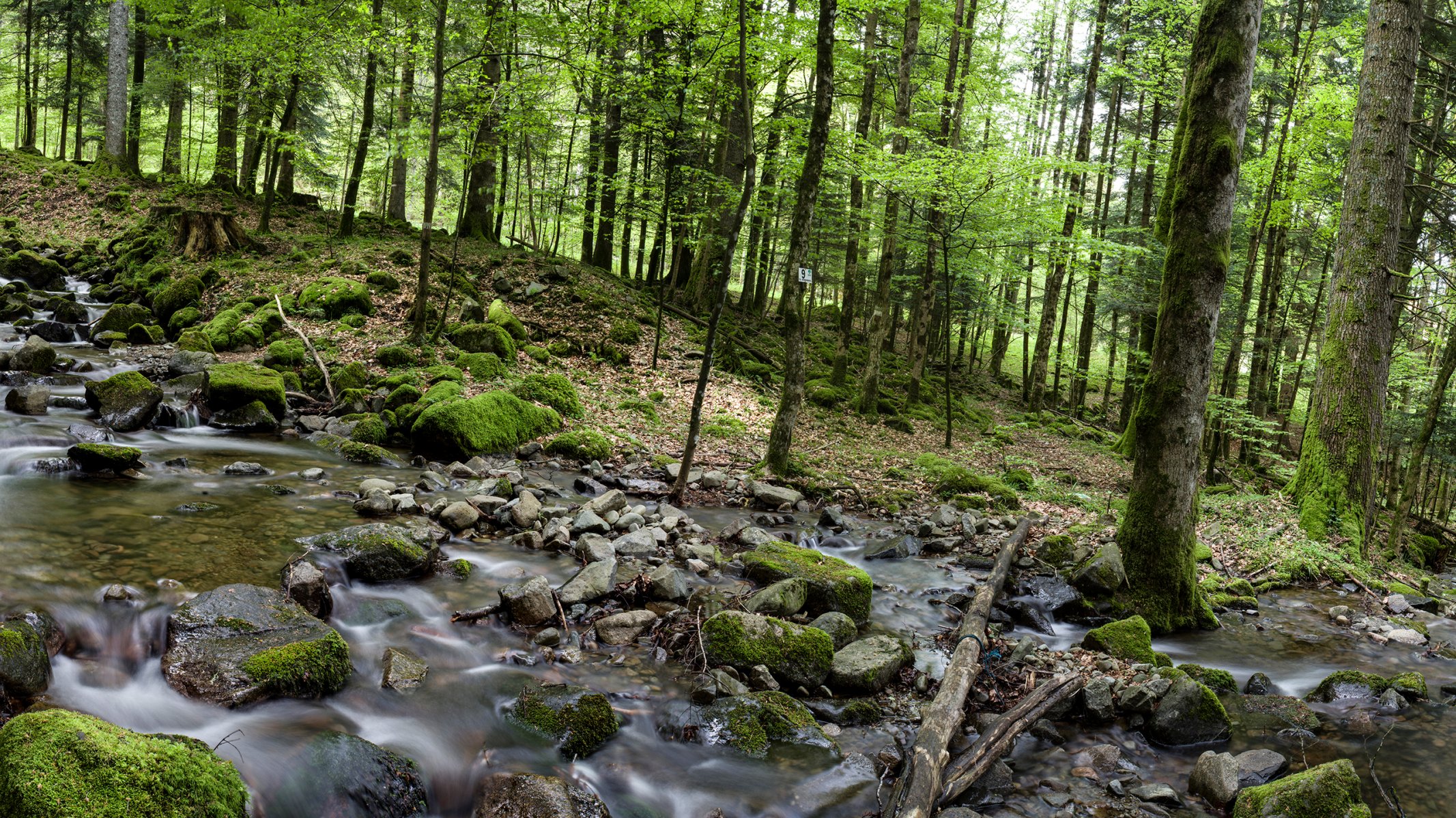 forêt arbres rivière pierres ruisseau