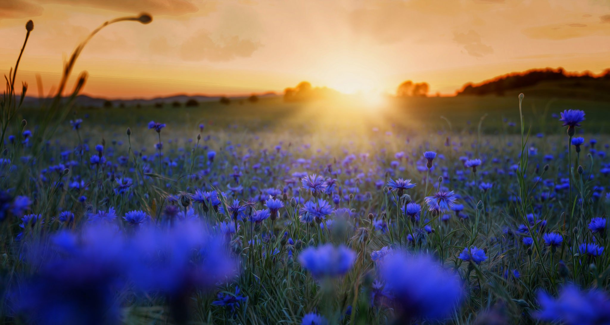 morning flower nature