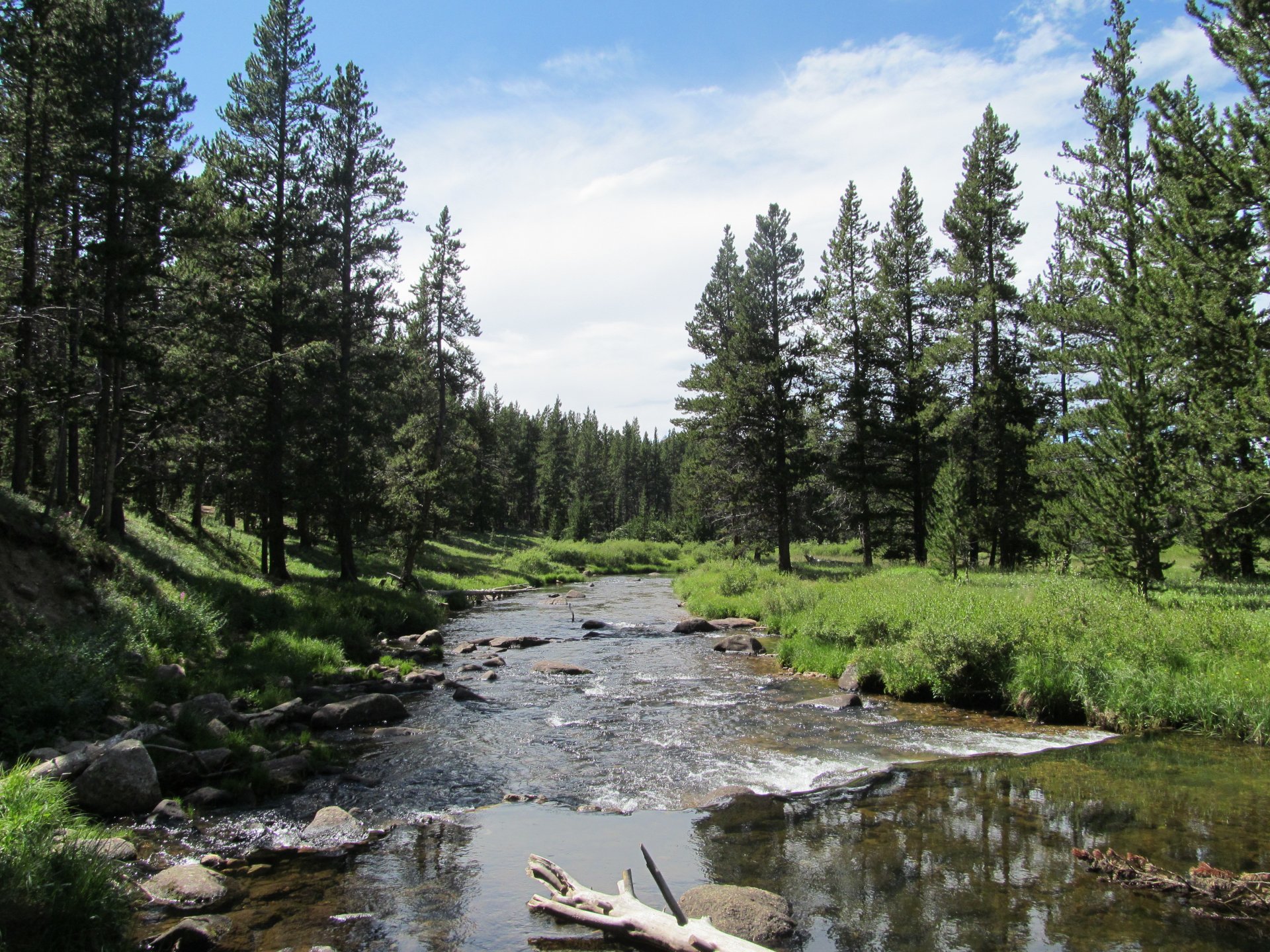rivière de montagne forêt nature montagnes de big horn