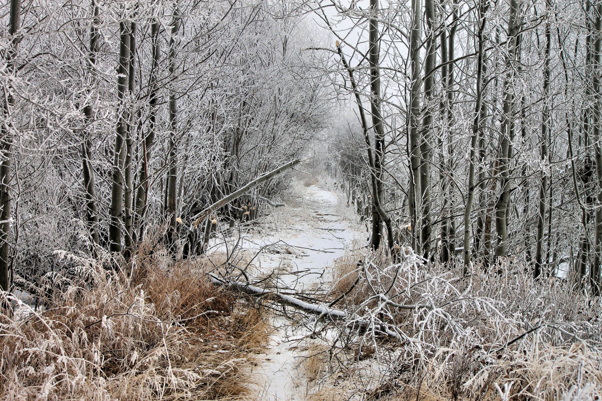 wald winter schnee frost durchhang umgestürzter baum