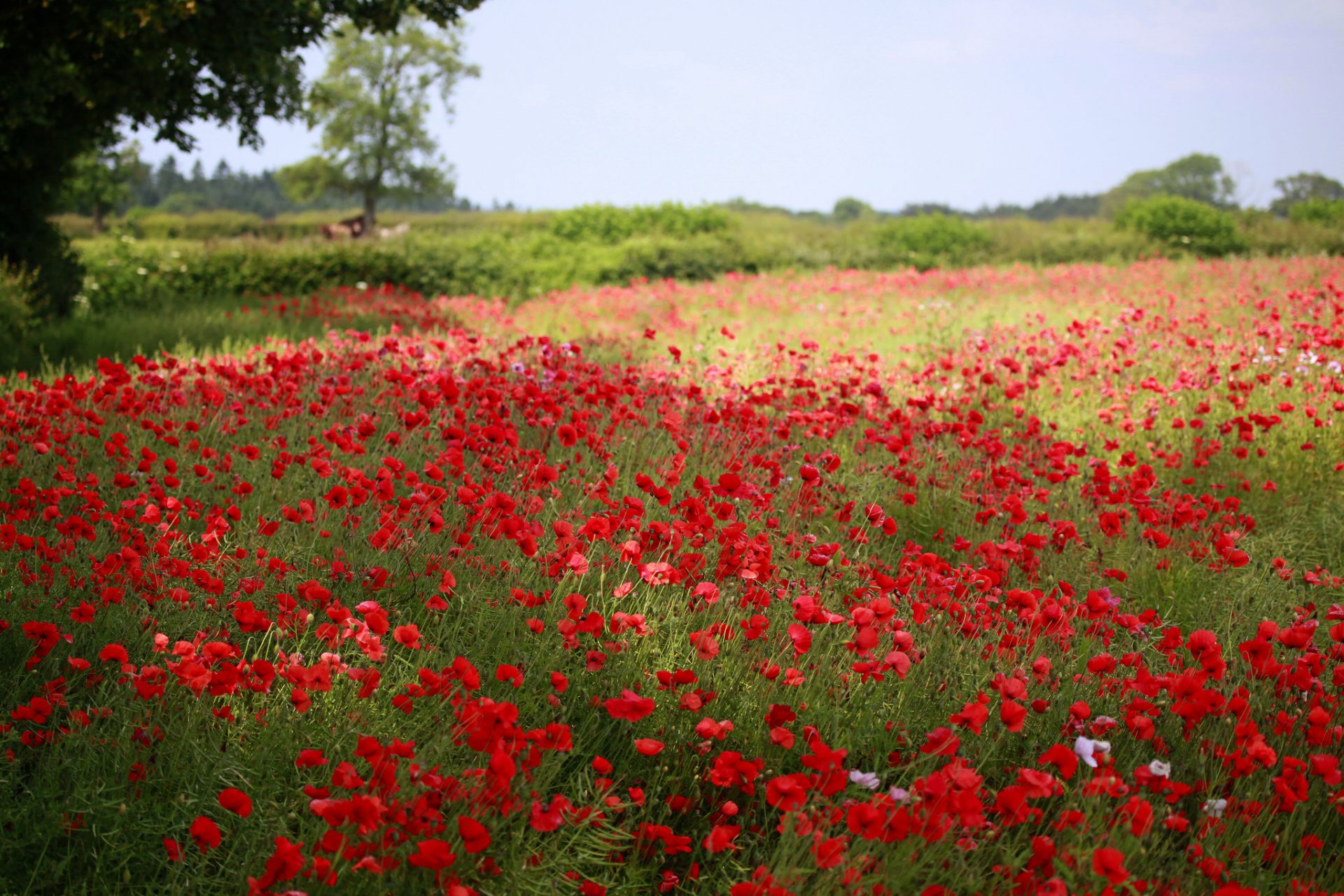 feld mohnblumen blumen grüns bäume sommer natur unschärfe