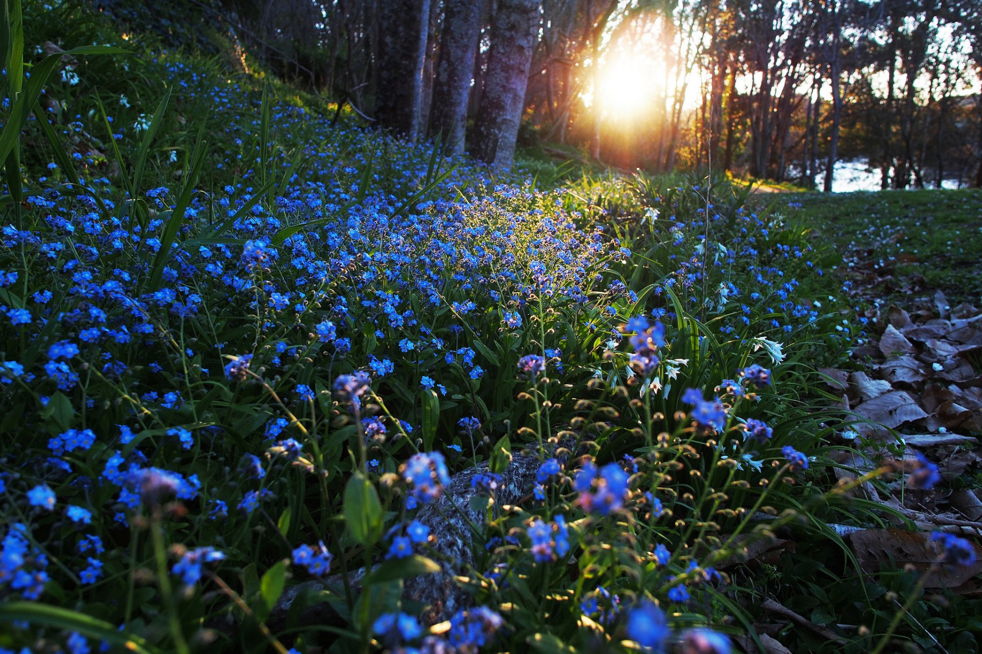 mattina fiori natura