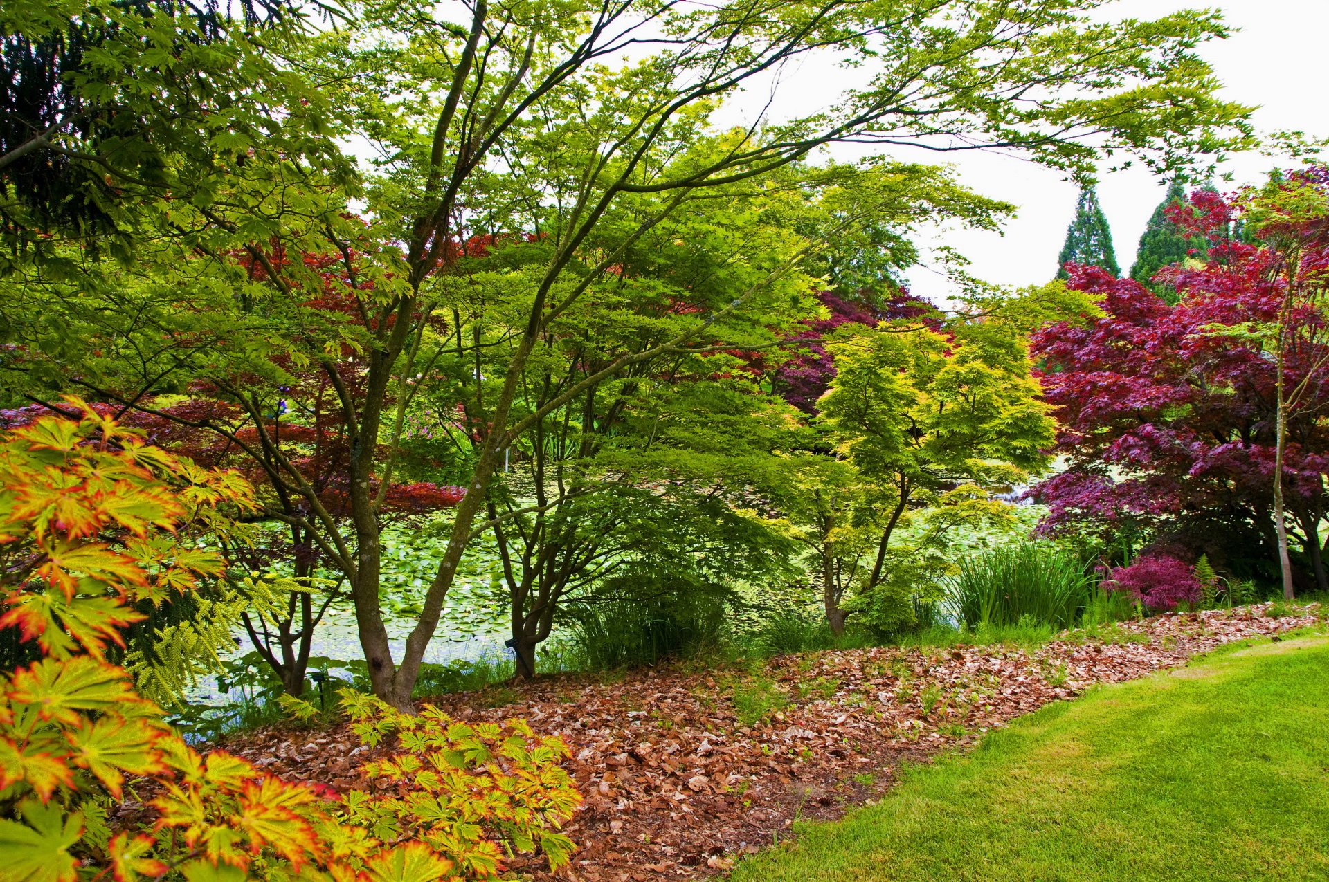 jardín botánico de vandusen vancouver canadá jardín estanque hojas hierba arbustos árboles