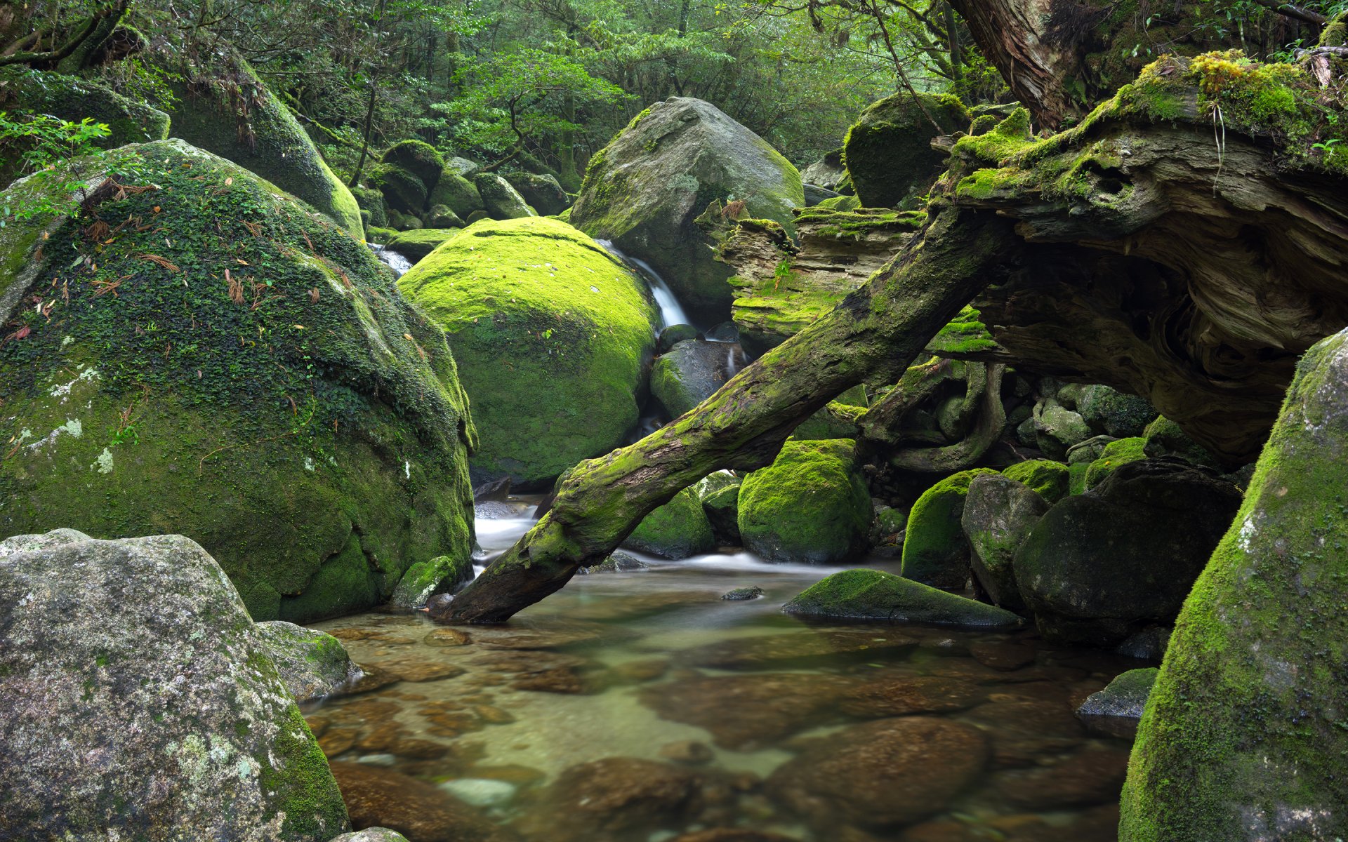 japan wald bäume steine fluss strom