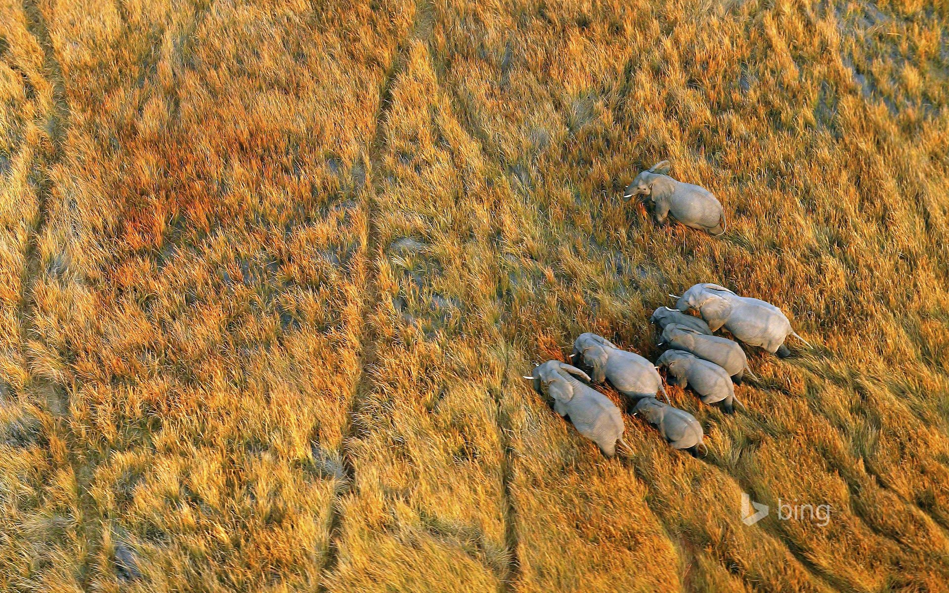 botswana okavango delta elephants grass africa